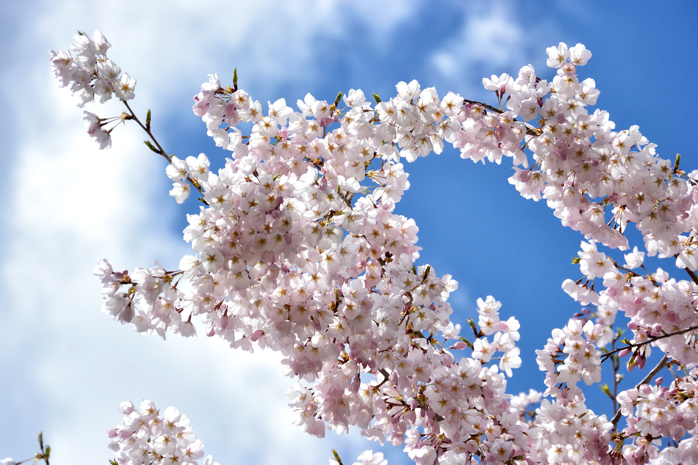 Обои небо, облака, цветение, ветки, весна, вишня, сакура, the sky, clouds, flowering, branches, spring, cherry, sakura разрешение 2400x1600 Загрузить
