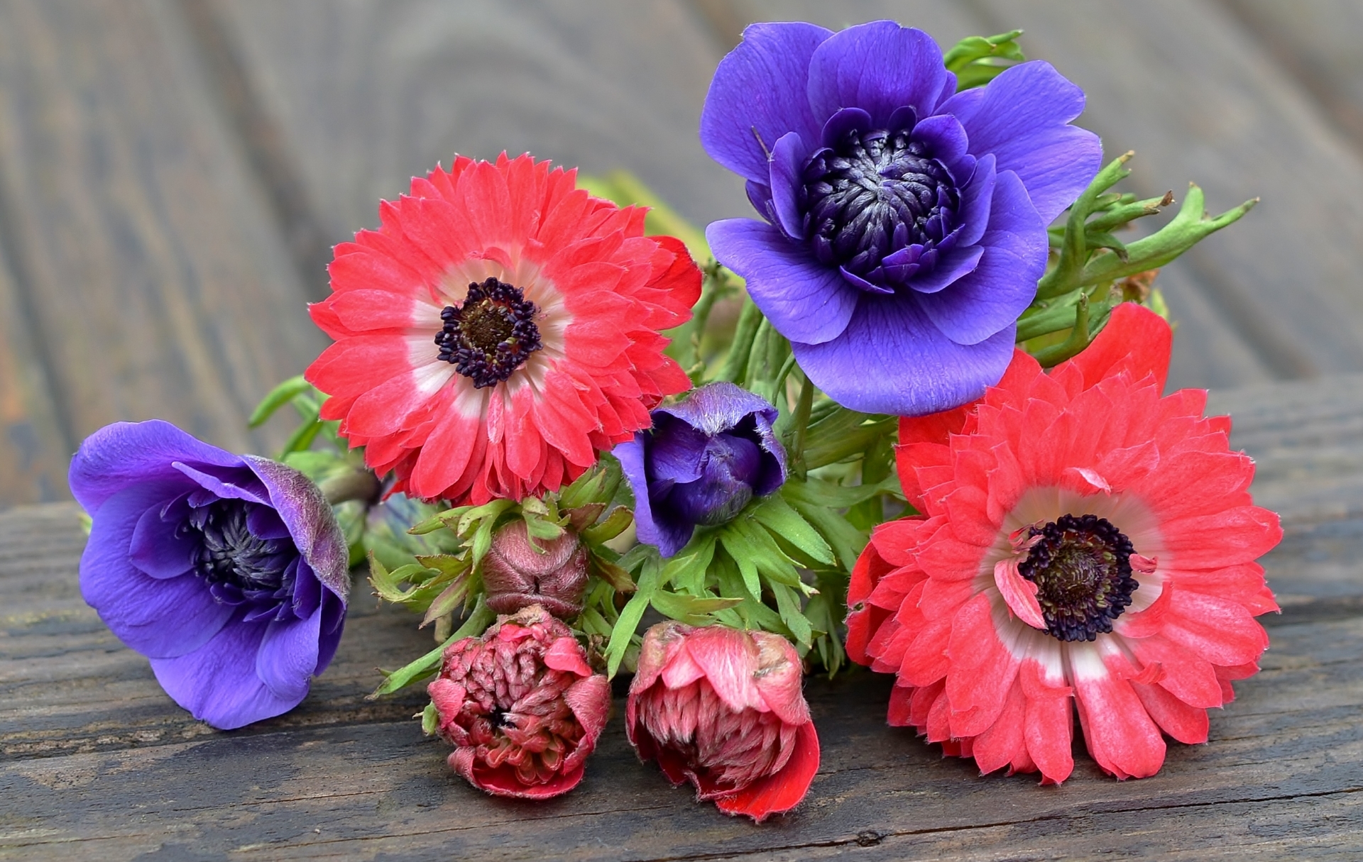 Обои фиолетовый, розовый, анемоны, purple, pink, anemones разрешение 1920x1215 Загрузить