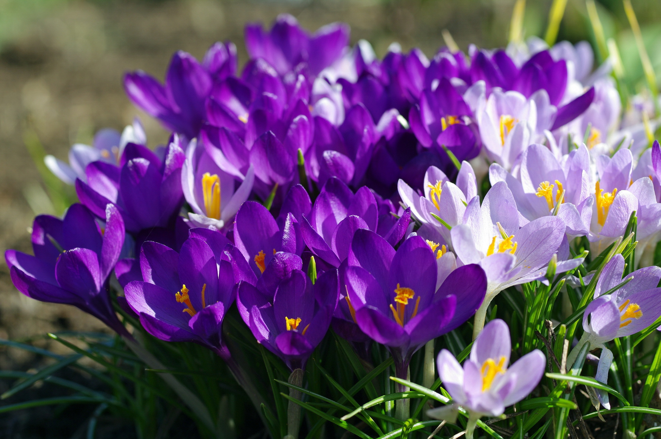 Обои фиолетовый, весна, крокусы, purple, spring, crocuses разрешение 2232x1484 Загрузить