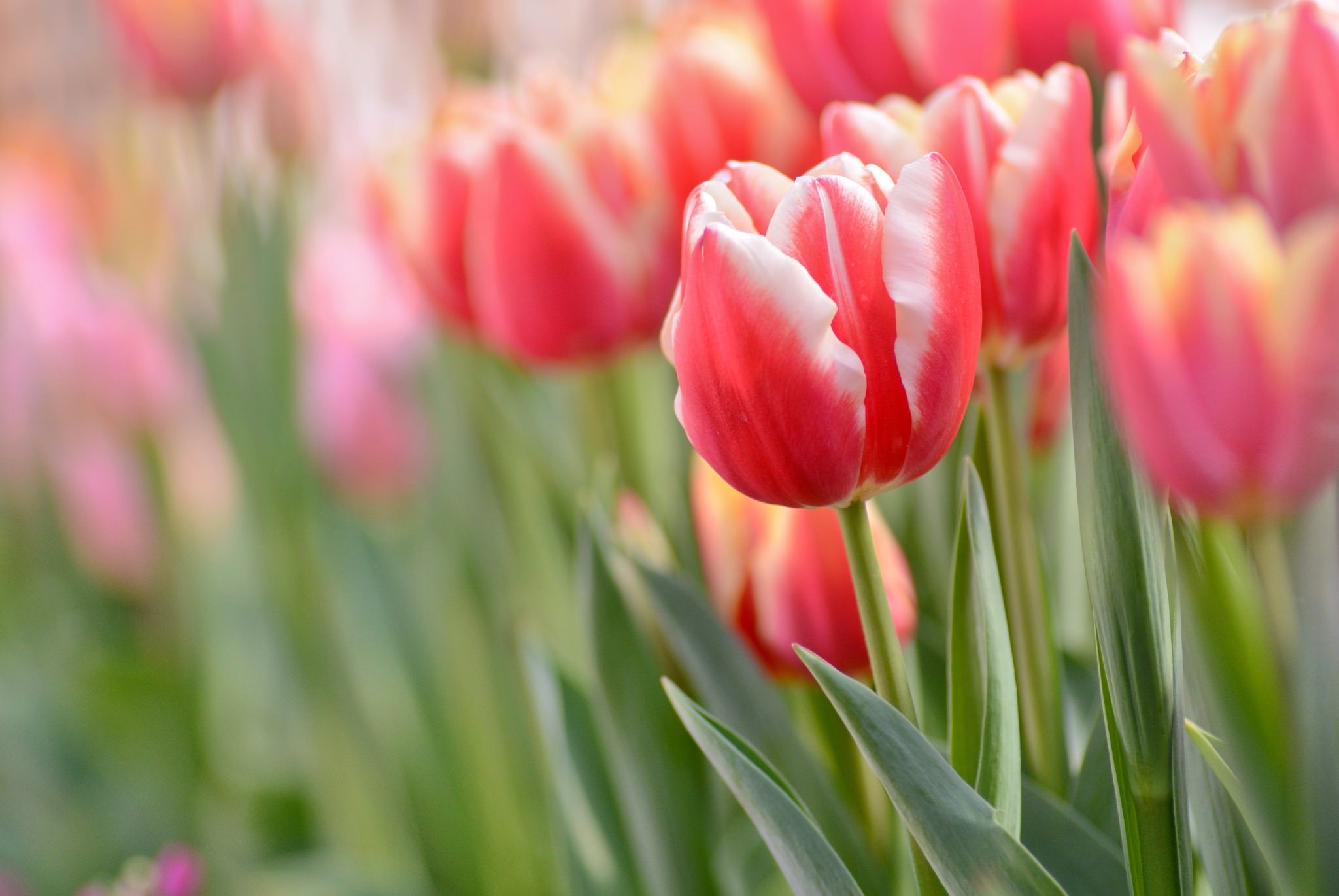 Обои макро, весна, тюльпаны, macro, spring, tulips разрешение 2048x1370 Загрузить