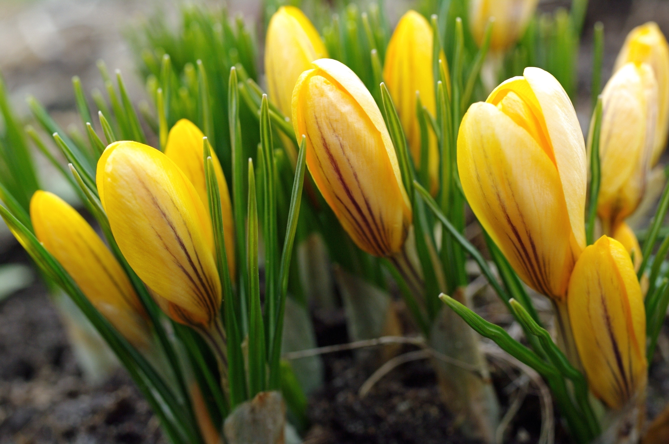 Обои цветы, желтый, бутоны, лепестки, весна, крокусы, flowers, yellow, buds, petals, spring, crocuses разрешение 2232x1484 Загрузить
