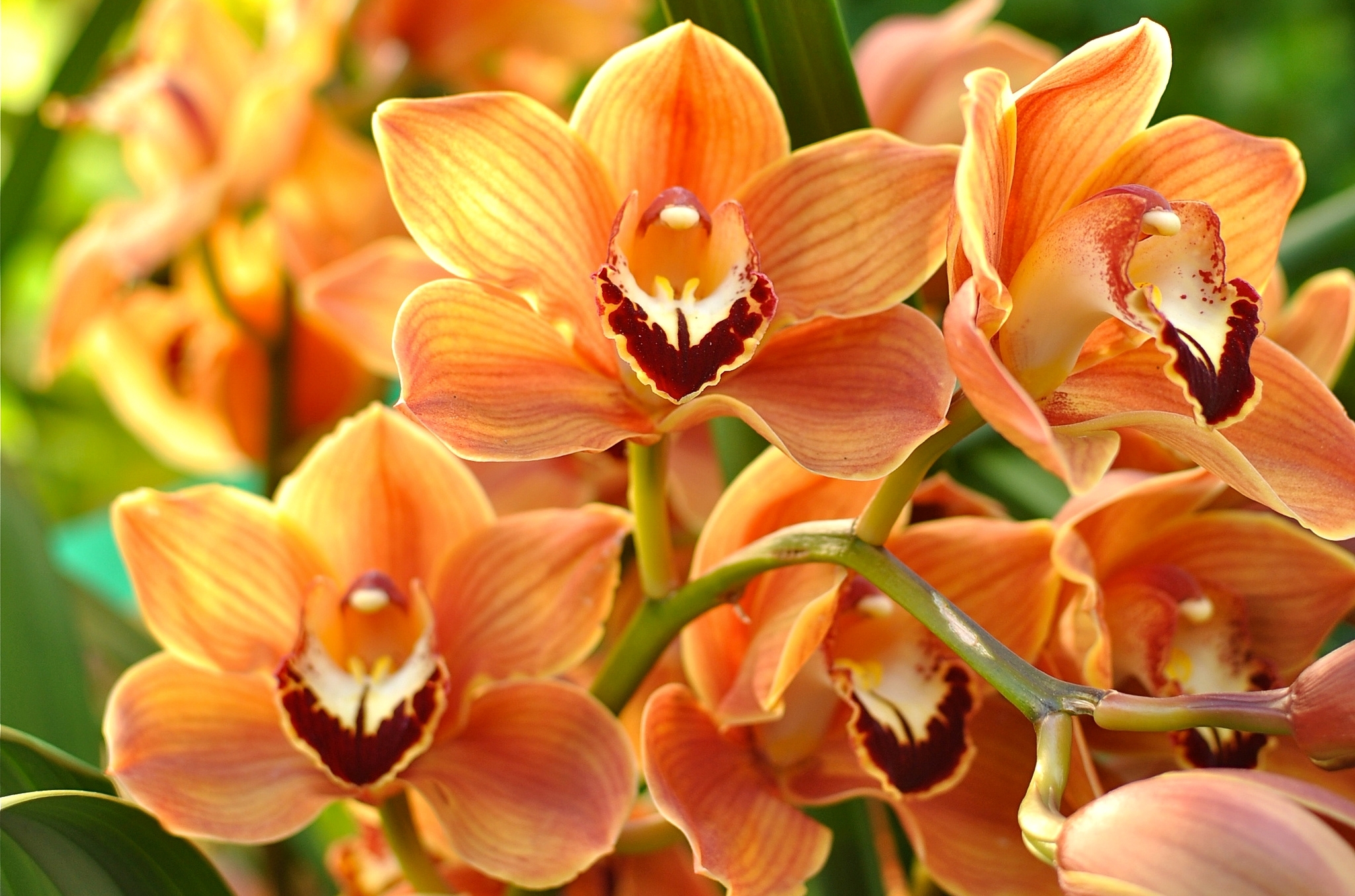 Обои макро, лепестки, оранжевый, орхидея, macro, petals, orange, orchid разрешение 2048x1355 Загрузить