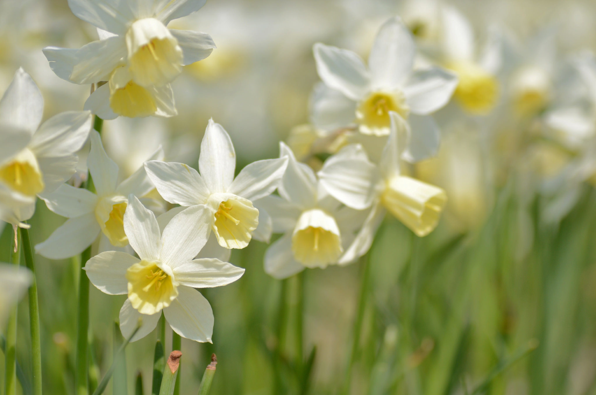 Обои макро, весна, нарциссы, macro, spring, daffodils разрешение 2048x1356 Загрузить