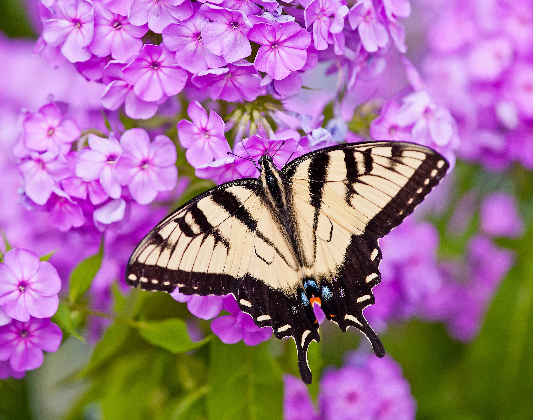 Обои цветы, макро, бабочка, парусник главк, флоксы, flowers, macro, butterfly, papilio glaucus, phlox разрешение 2048x1612 Загрузить