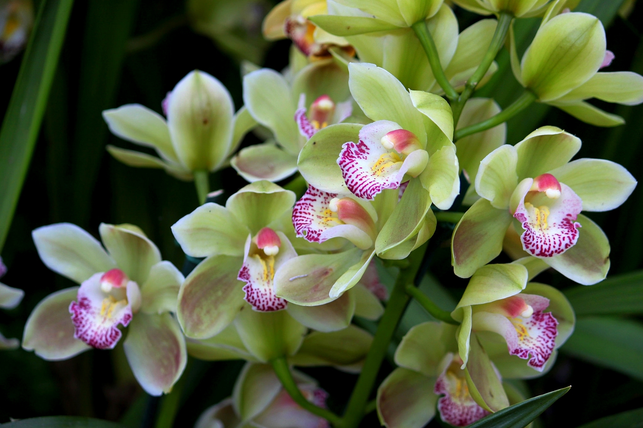 Flowers orchids. Фаленопсис саммер Бриз. Орхидея Phalaenopsis Astrid. Орхидея Цимбидиум зеленая.