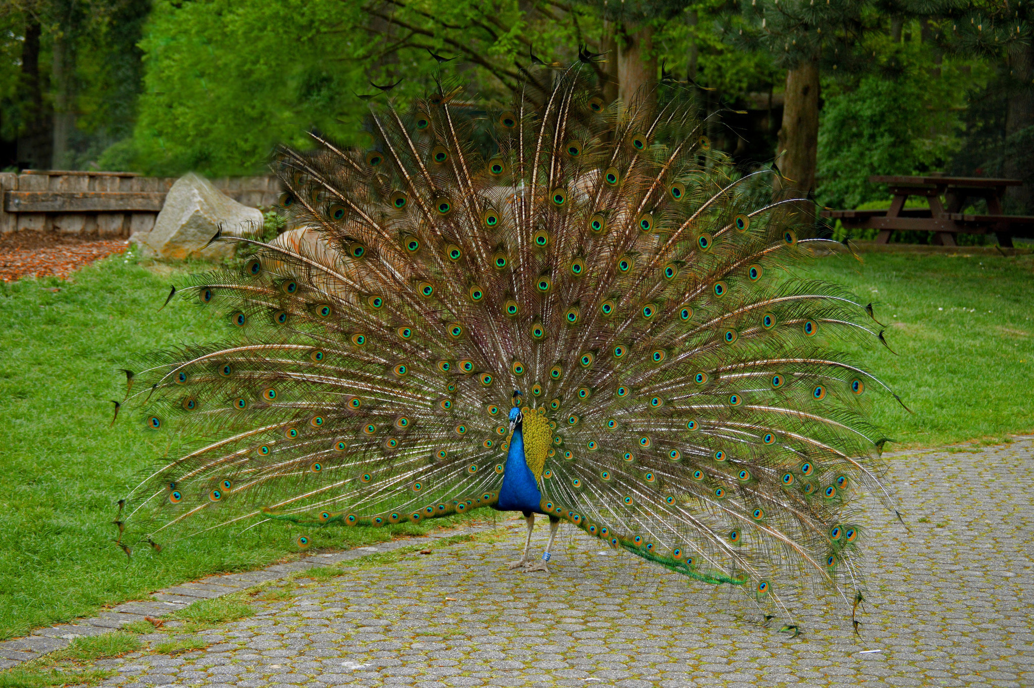 Обои птица, павлин, хвост, bird, peacock, tail разрешение 2048x1362 Загрузить