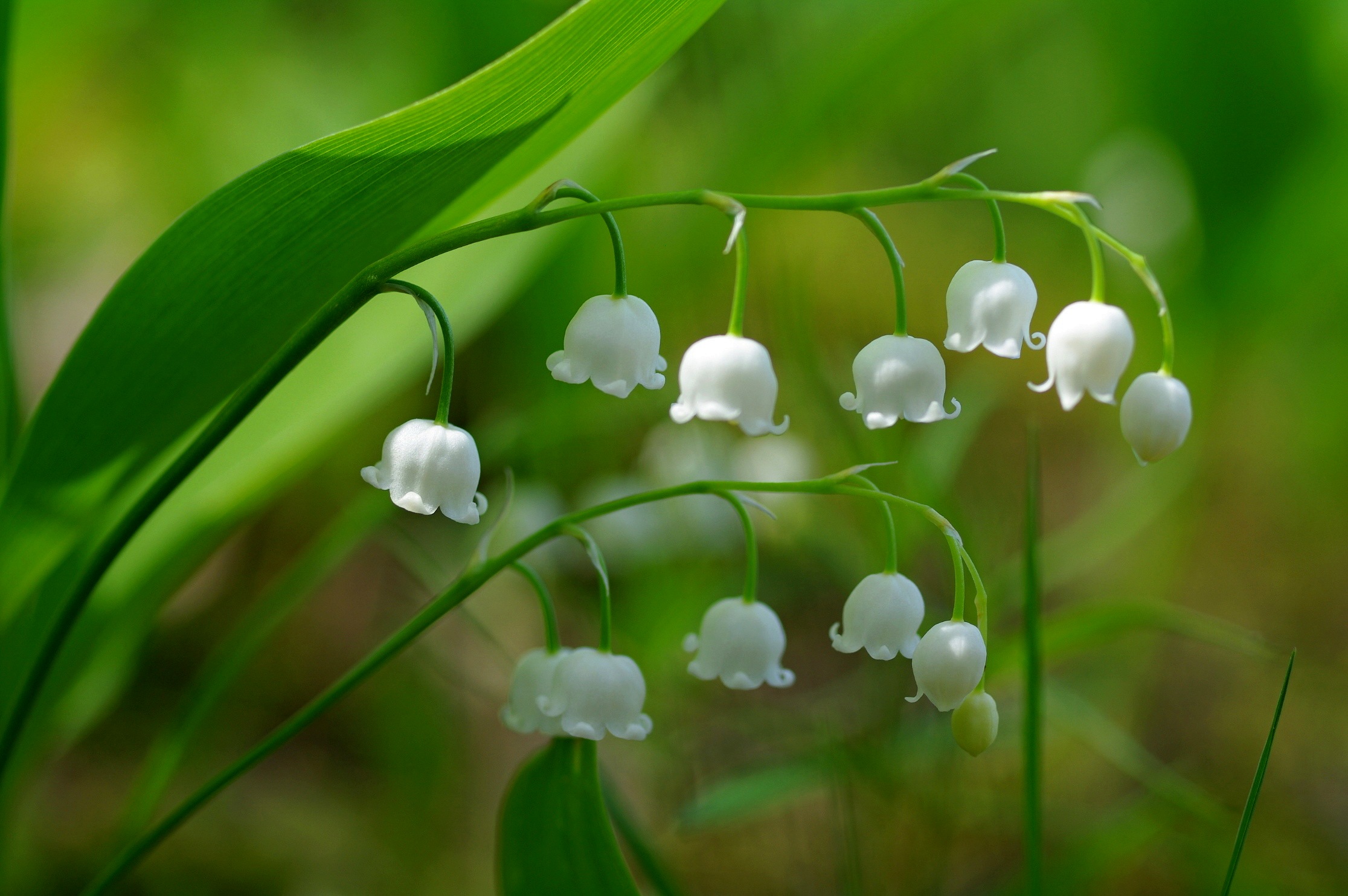 природа белые цветы ландыши без смс