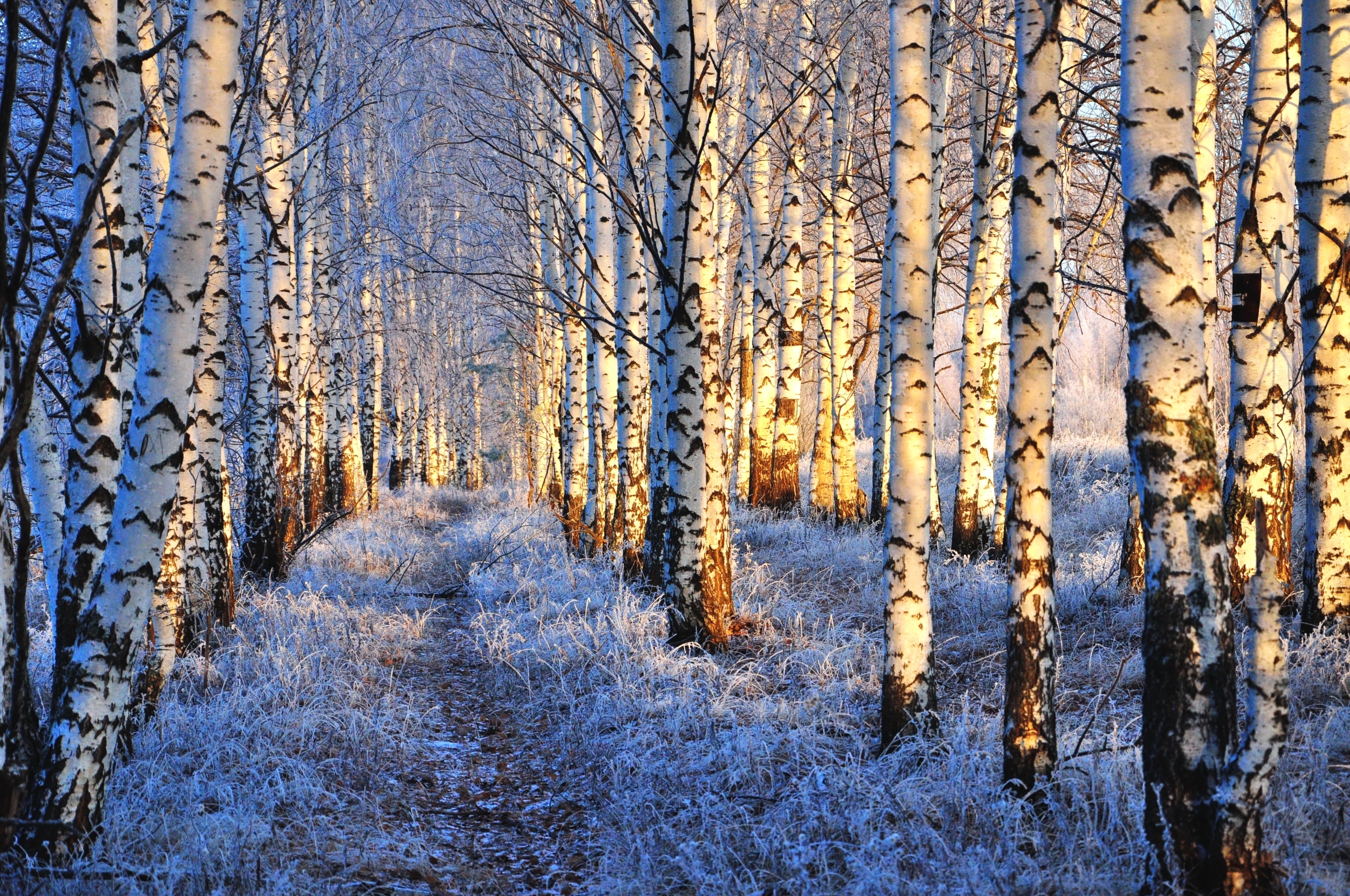 природа зима деревья березы без смс