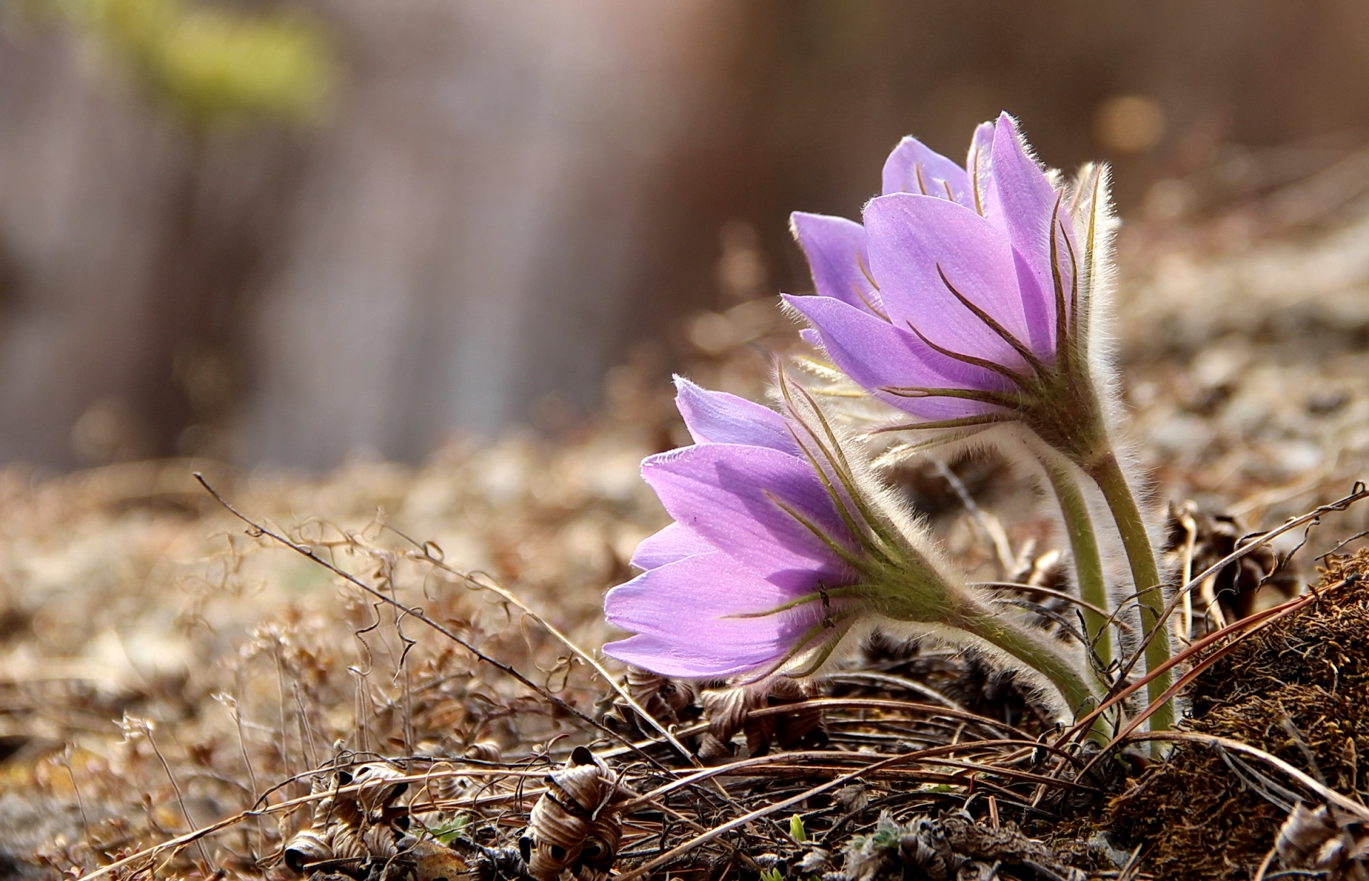 Обои весна, нежность, анемоны, сон-трава, прострел, spring, tenderness, anemones, sleep-grass, cross разрешение 1920x1236 Загрузить