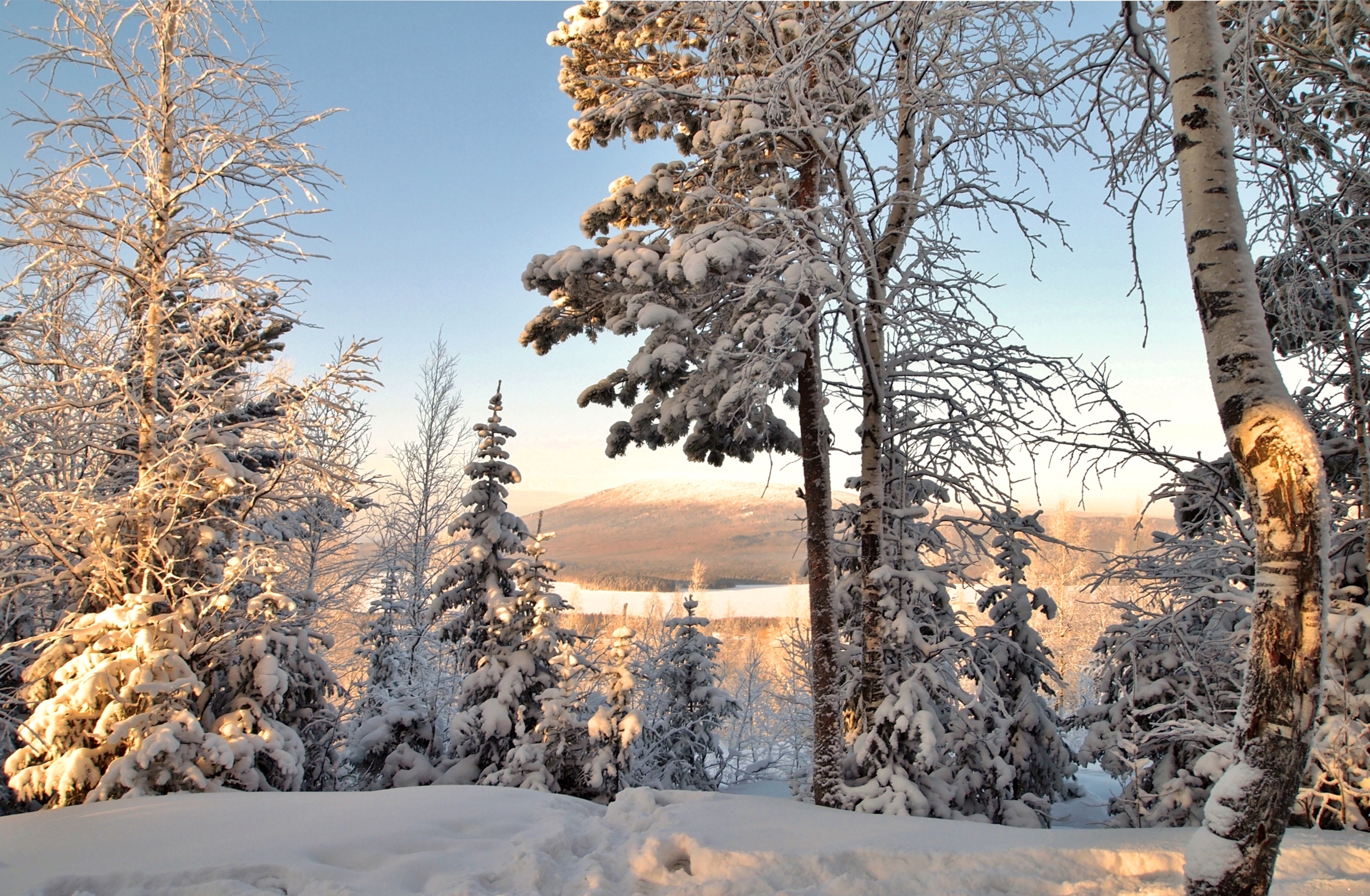 Обои деревья, снег, зима, ель, береза, trees, snow, winter, spruce, birch разрешение 2400x1570 Загрузить