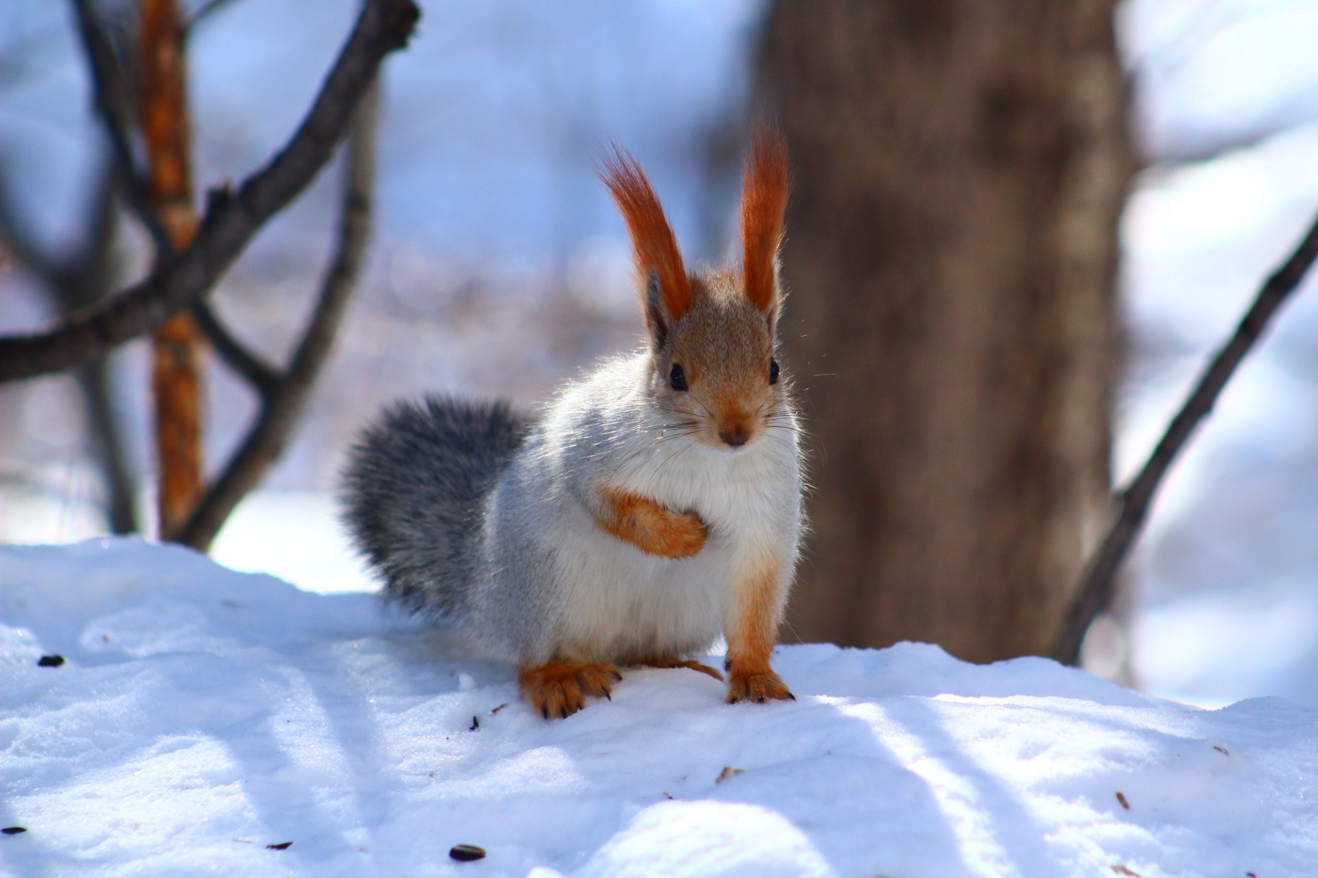 Обои снег, зима, животное, белка, зверек, белочка, грызун, snow, winter, animal, protein, squirrel, rodent разрешение 1920x1280 Загрузить