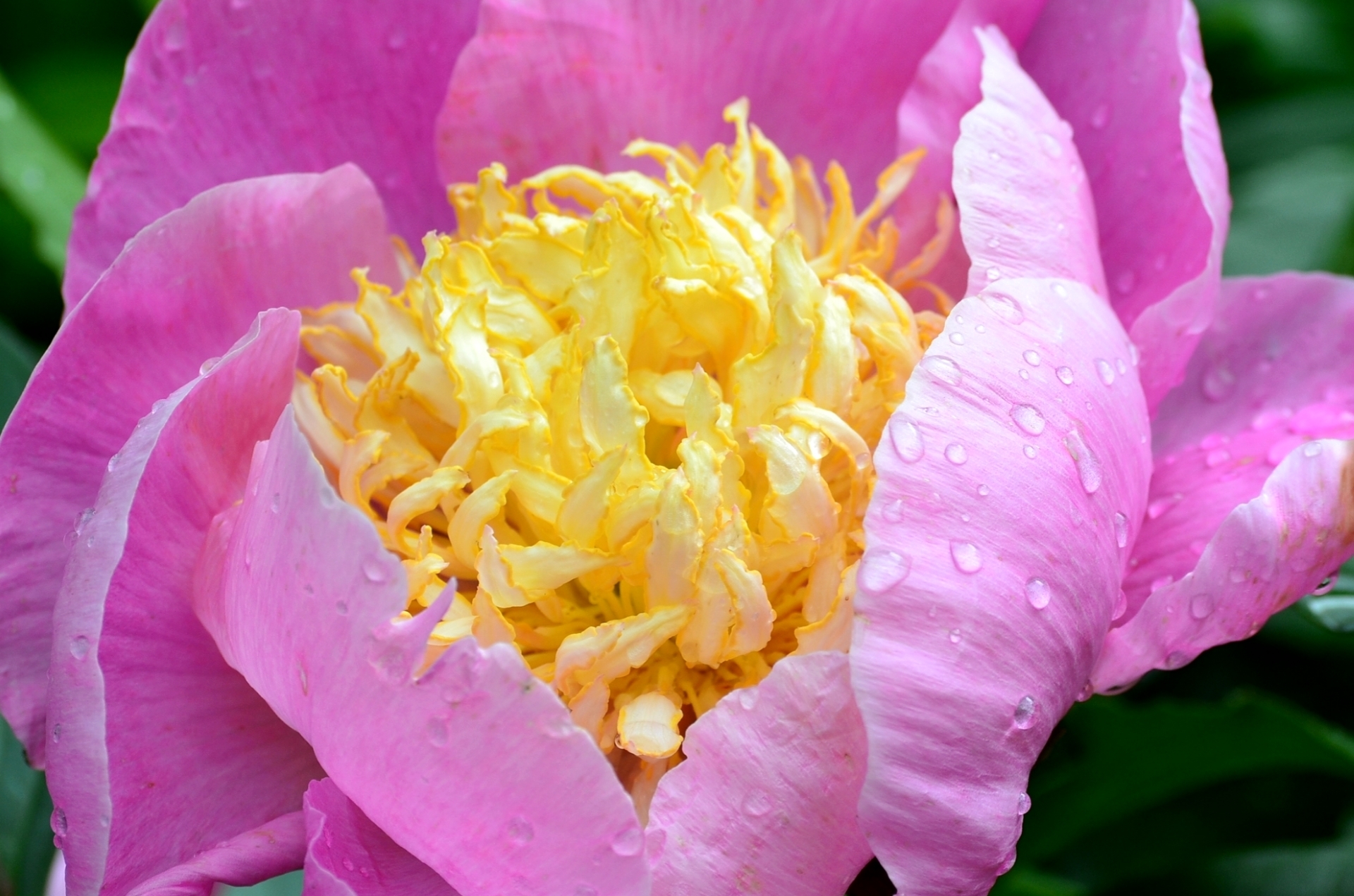 Обои макро, капли, лепестки, розовый, пион, macro, drops, petals, pink, peony разрешение 1920x1271 Загрузить