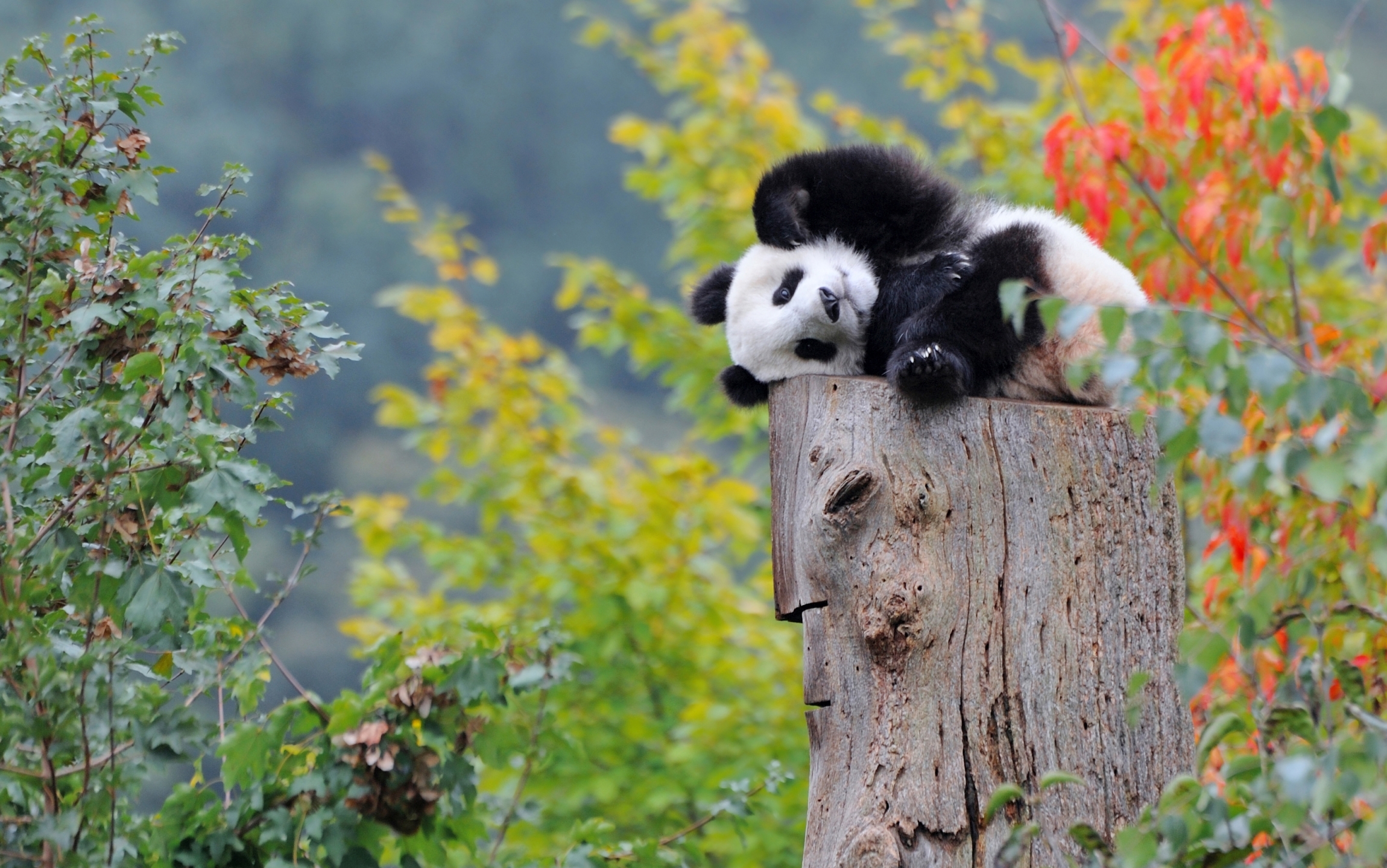 Две панды на дереве без смс