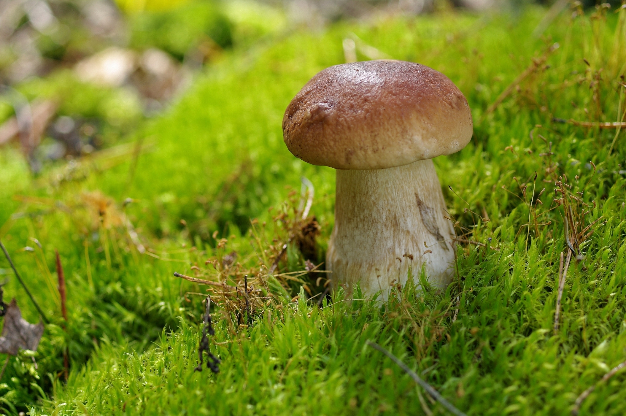 Обои гриб, мох, белый гриб, mushroom, moss, white mushroom разрешение 2000x1330 Загрузить