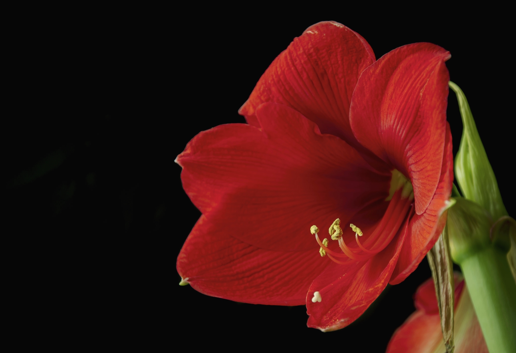 Обои макро, цветок, красный, черный фон, гиппеаструм, macro, flower, red, black background, there разрешение 2048x1403 Загрузить