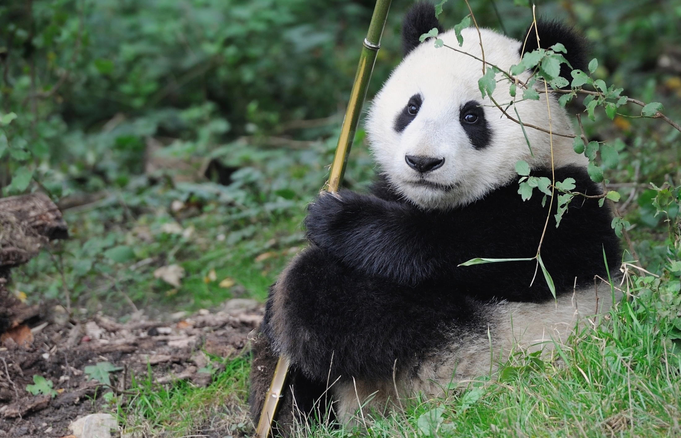 Панда. Очковая Панда. Млекопитающие Панда. Милая Панда. Панда грызет бамбук.