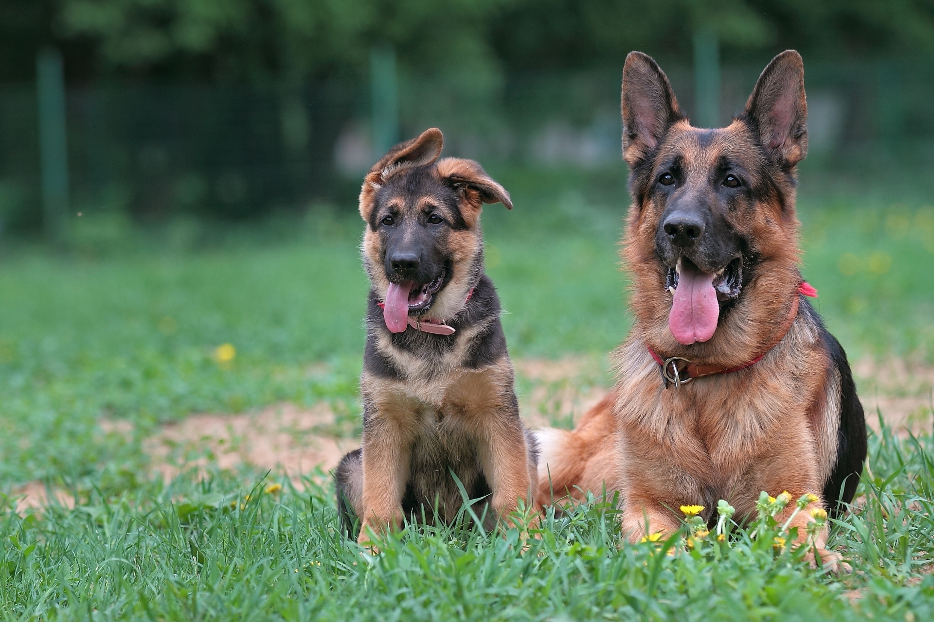 Обои щенок, мама, немецкая овчарка, овчарки, puppy, mom, german shepherd, shepherd разрешение 1920x1280 Загрузить