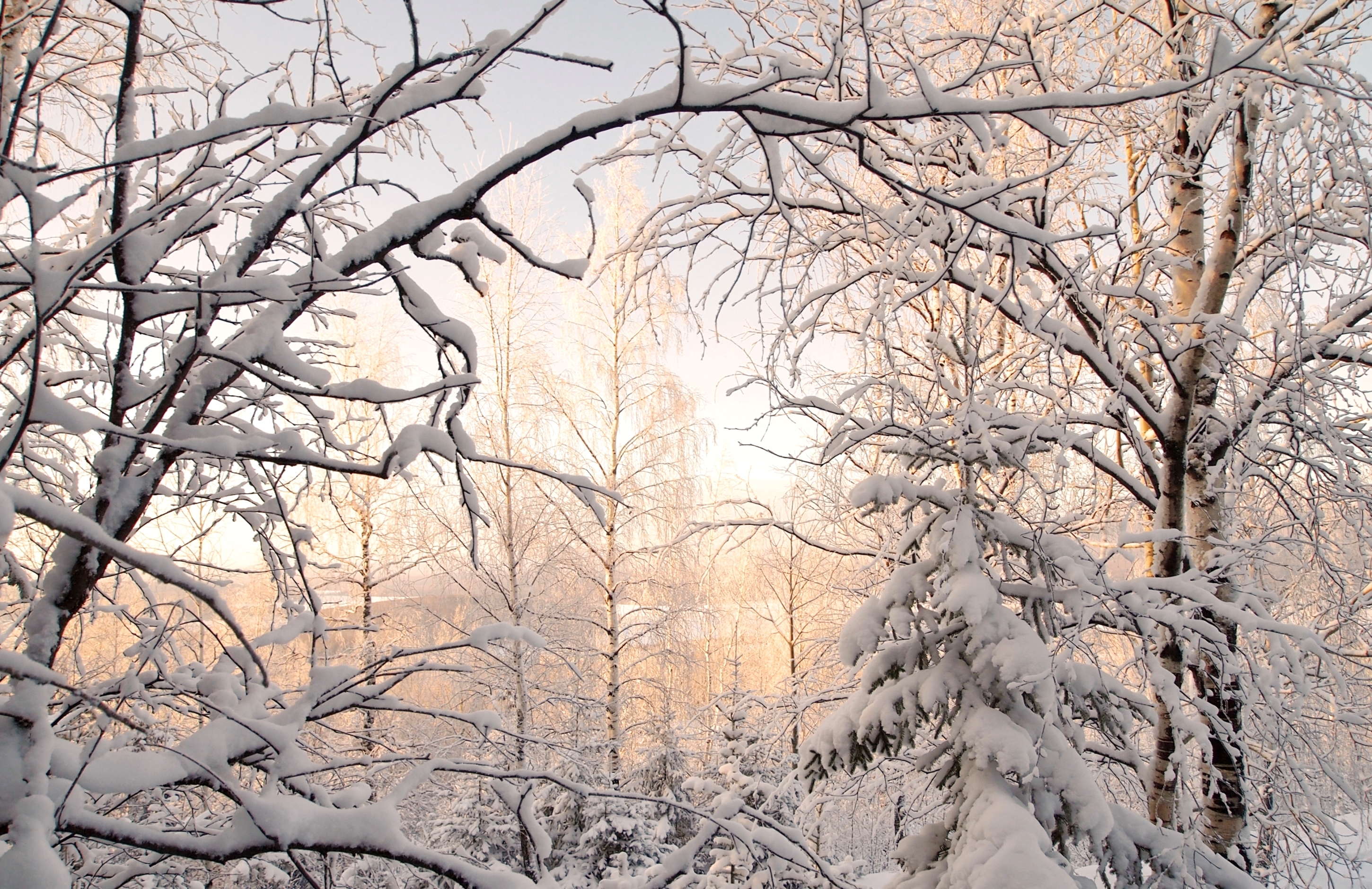 Картина деревья в снегу