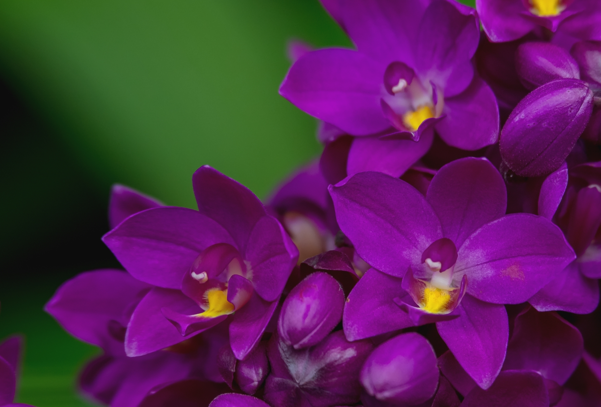 Обои макро, лепестки, лиловый, орхидея, macro, petals, purple, orchid разрешение 2000x1356 Загрузить