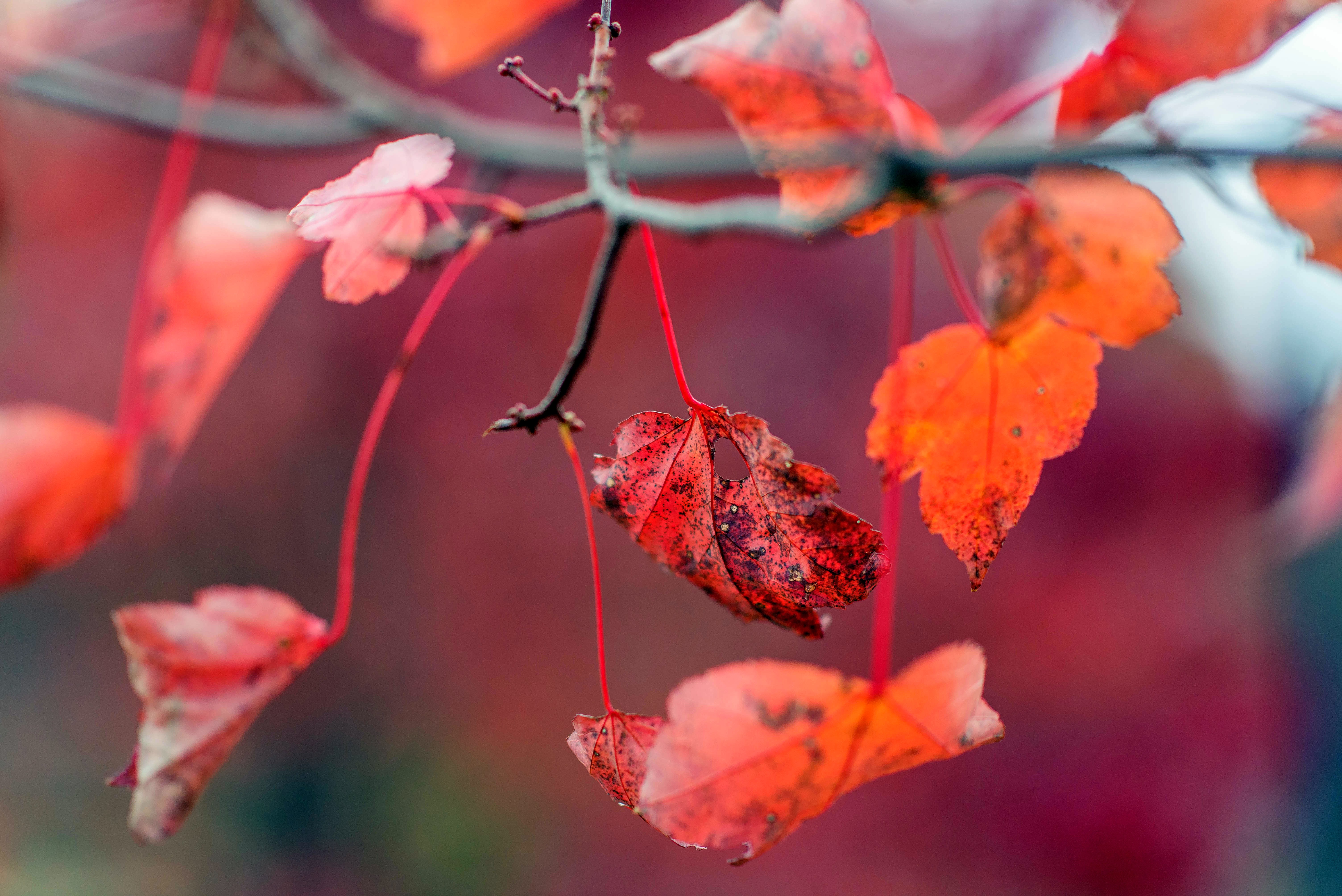 Обои листья, осень, красные, листочки, leaves, autumn, red разрешение 6016x4016 Загрузить