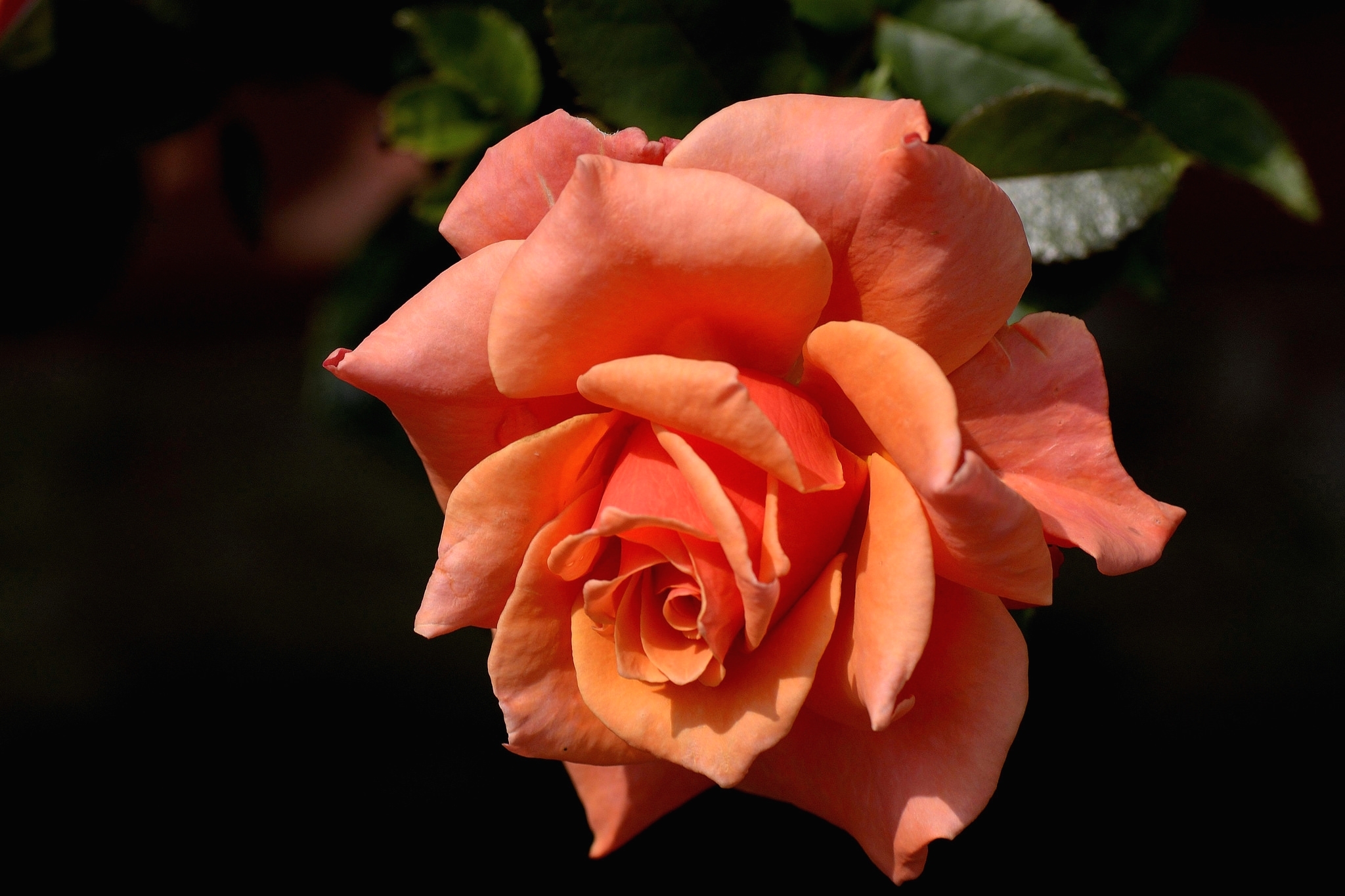 Роза персиковая
