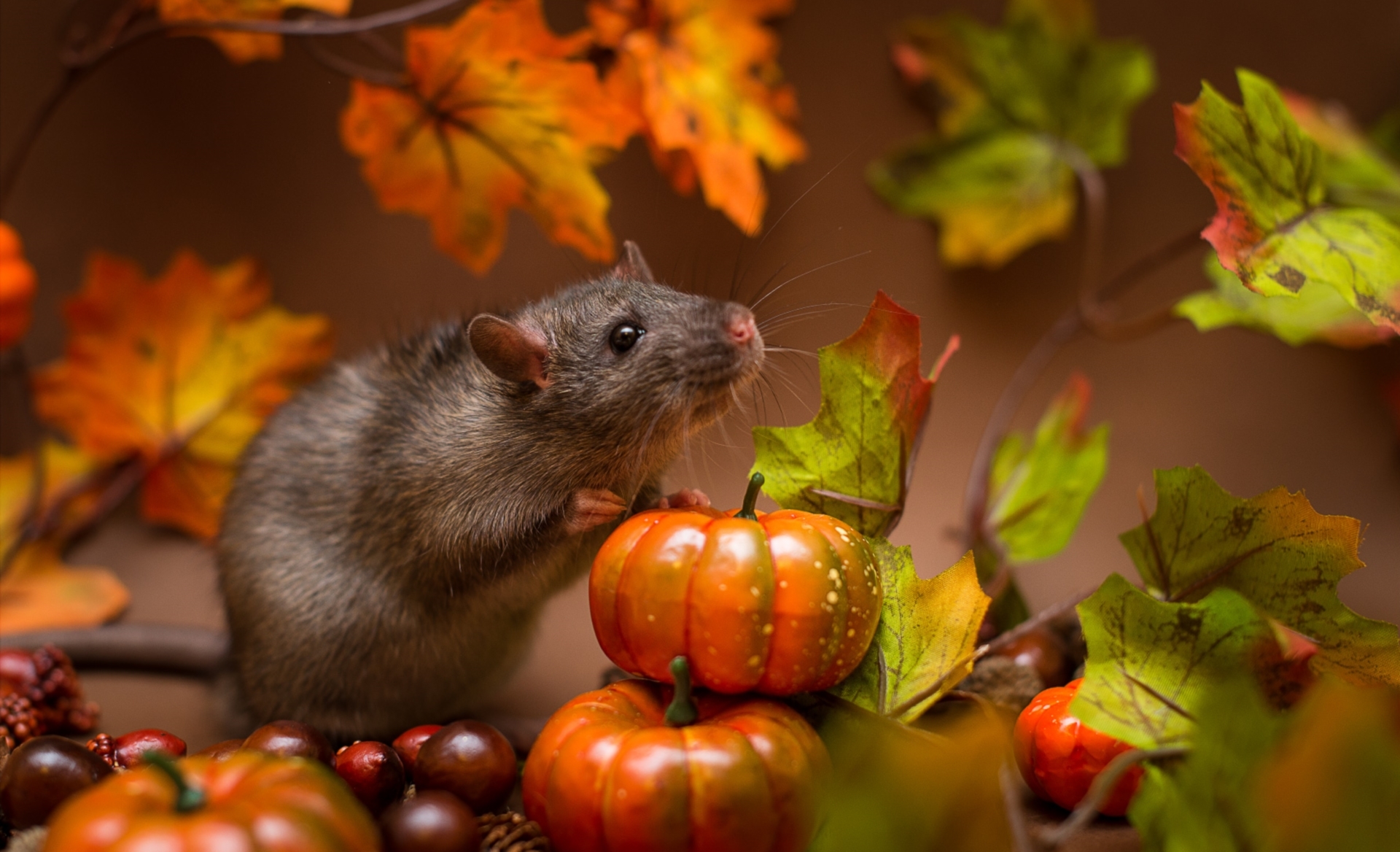 Обои мышь, зверек, тыквы, крыса, mouse, animal, pumpkin, rat разрешение 1920x1168 Загрузить