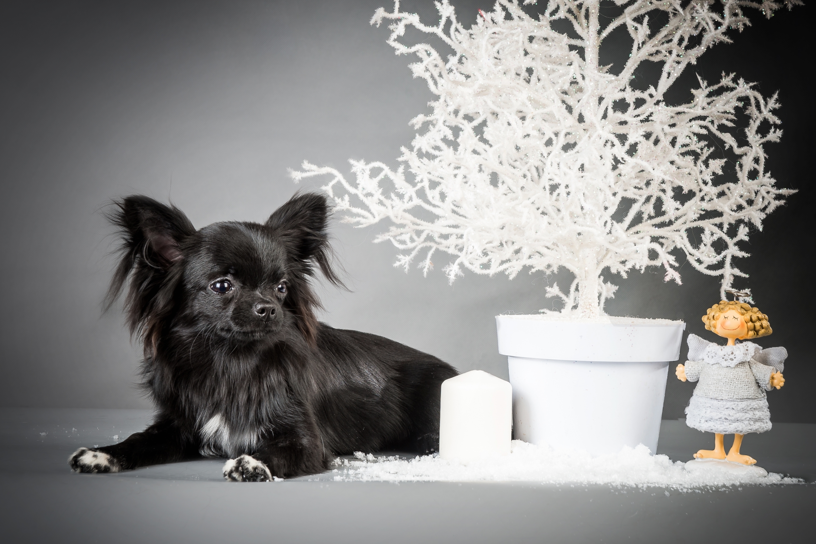 Обои черный, собака, щенок, декорация, чихуахуа, длинношёрстный, black, dog, puppy, decoration, chihuahua, longhair разрешение 2700x1800 Загрузить