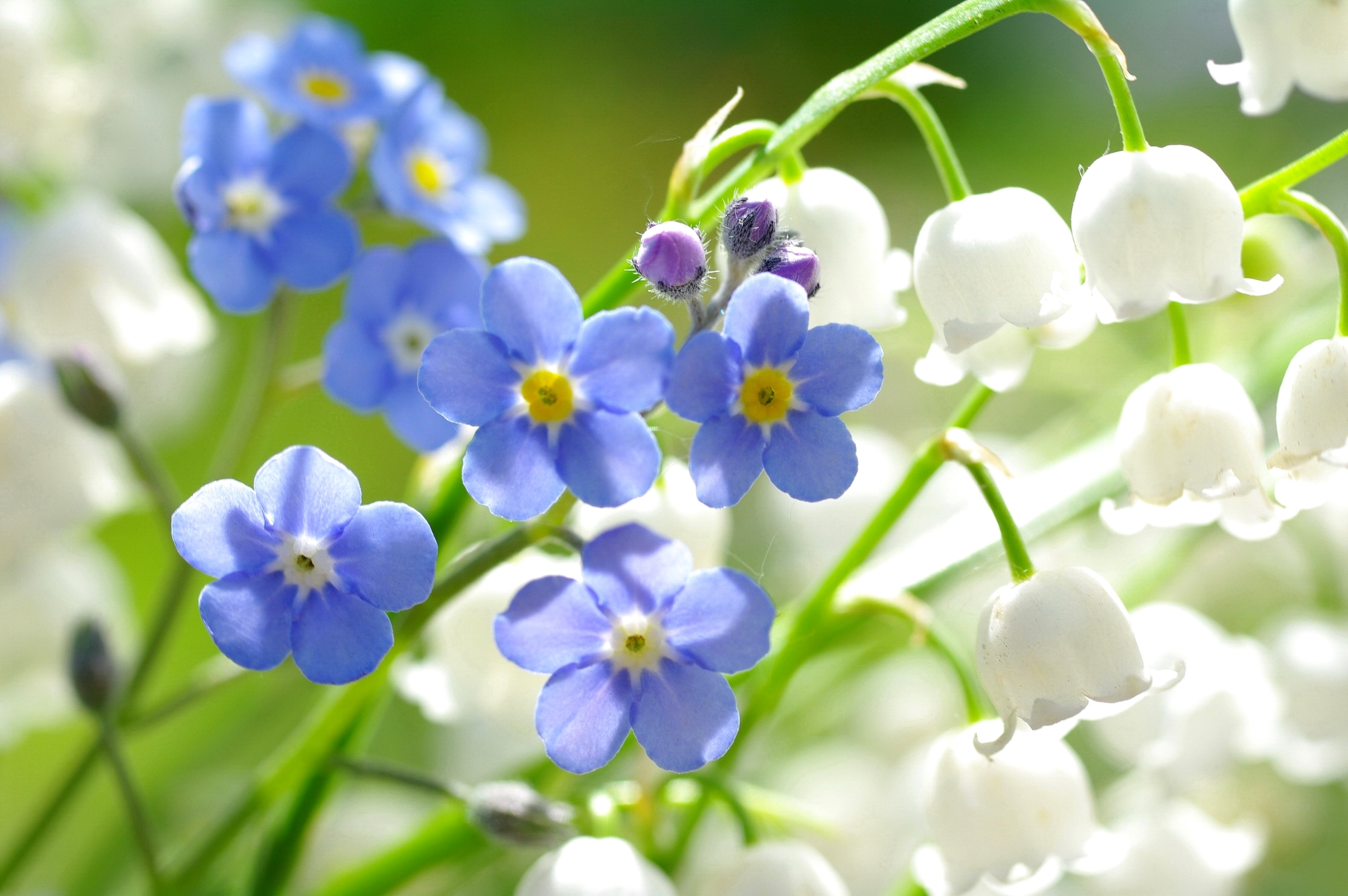 незбудки синие цветы природа крупный план бесплатно