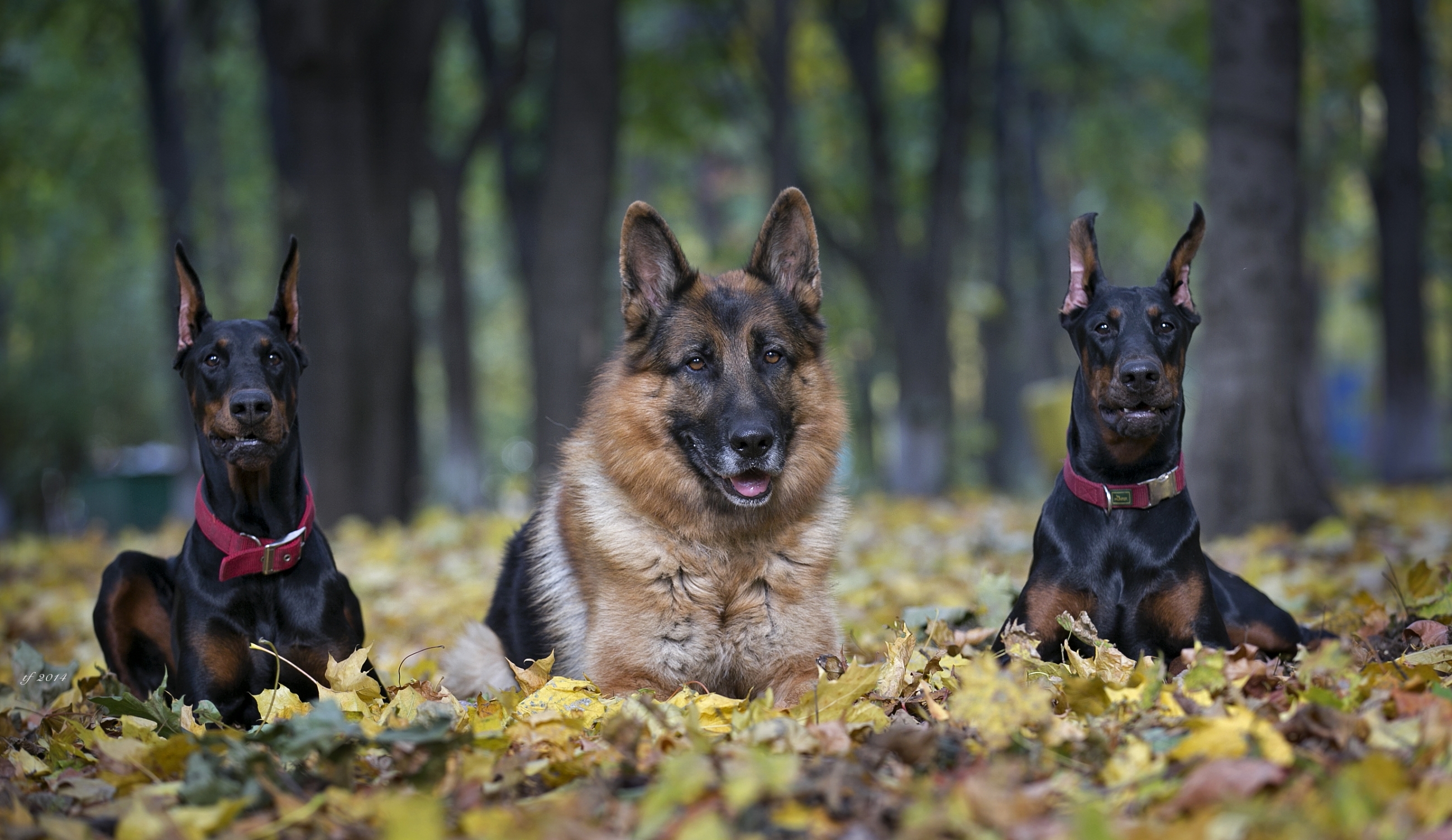 Трио собак