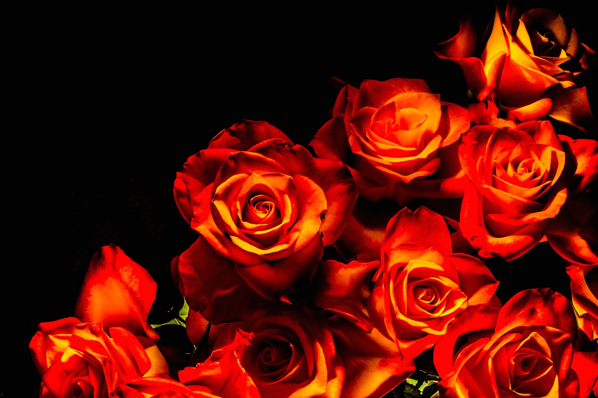 Обои цветы, фон, розы, лепестки, букет, охапка, flowers, background, roses, petals, bouquet, bunch разрешение 2048x1365 Загрузить