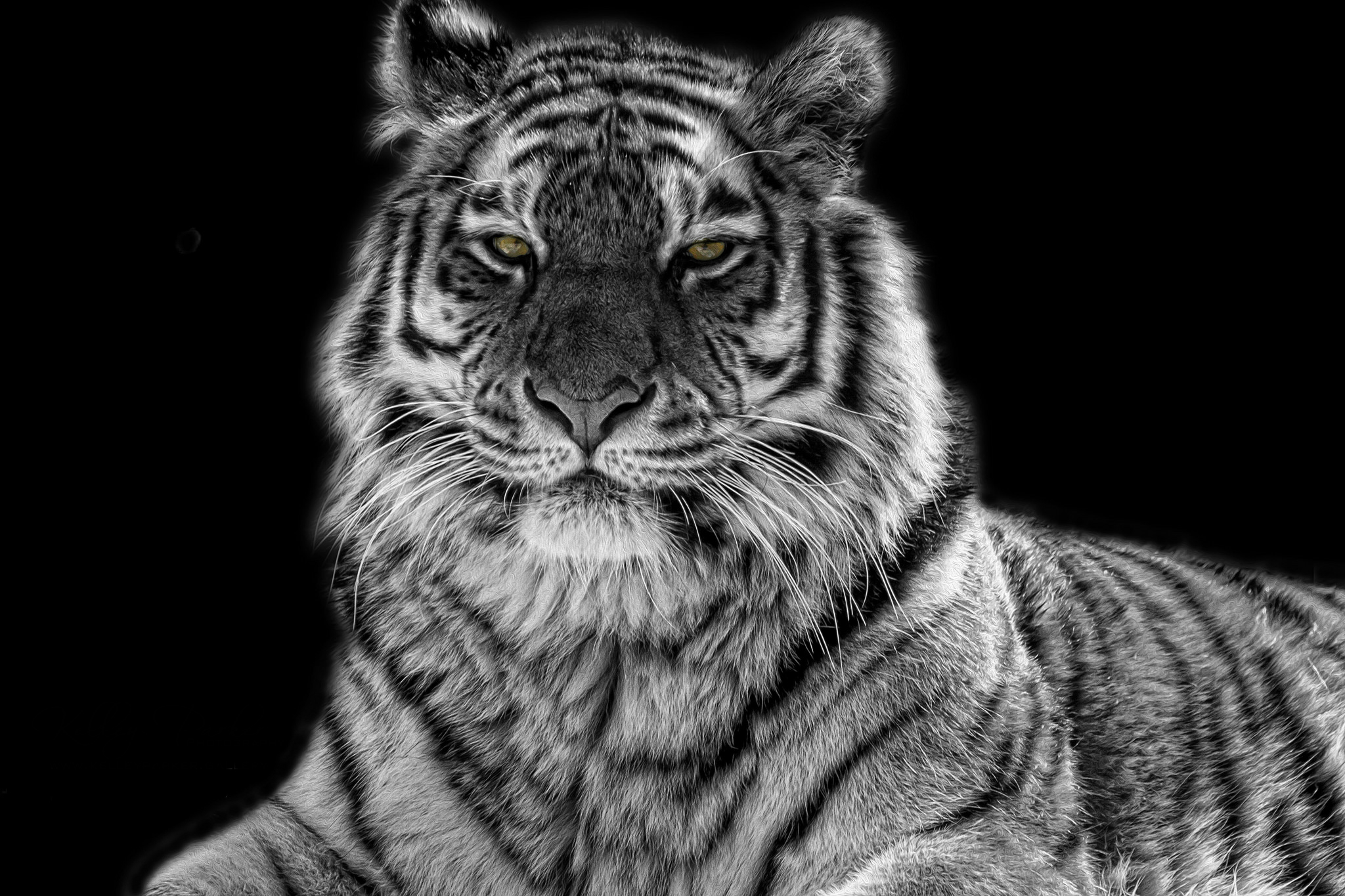 белый тигр черный фон бесплатно