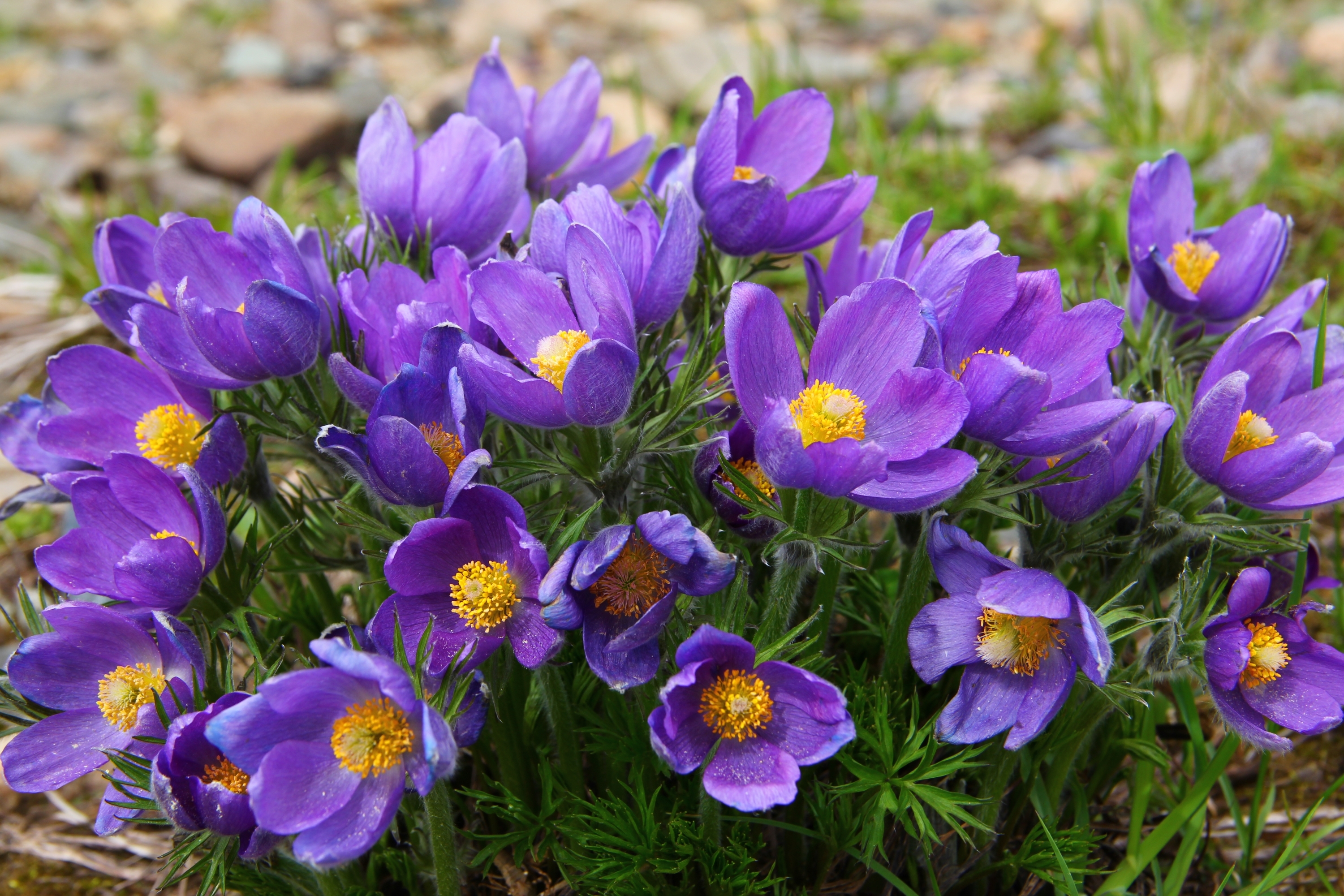 Обои фиолетовый, весна, анемоны, сон-трава, прострел, purple, spring, anemones, sleep-grass, cross разрешение 3000x2000 Загрузить
