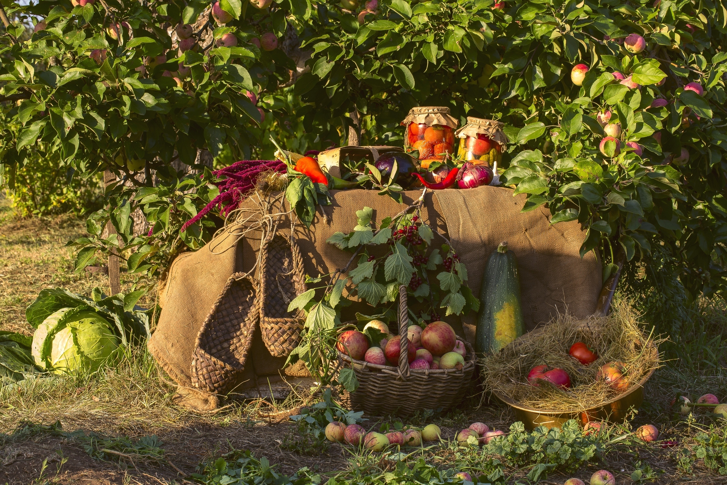 Начинается сбор урожая. Урожай в саду. Осенний огород. Сад с фруктами. Яблоки в деревне.