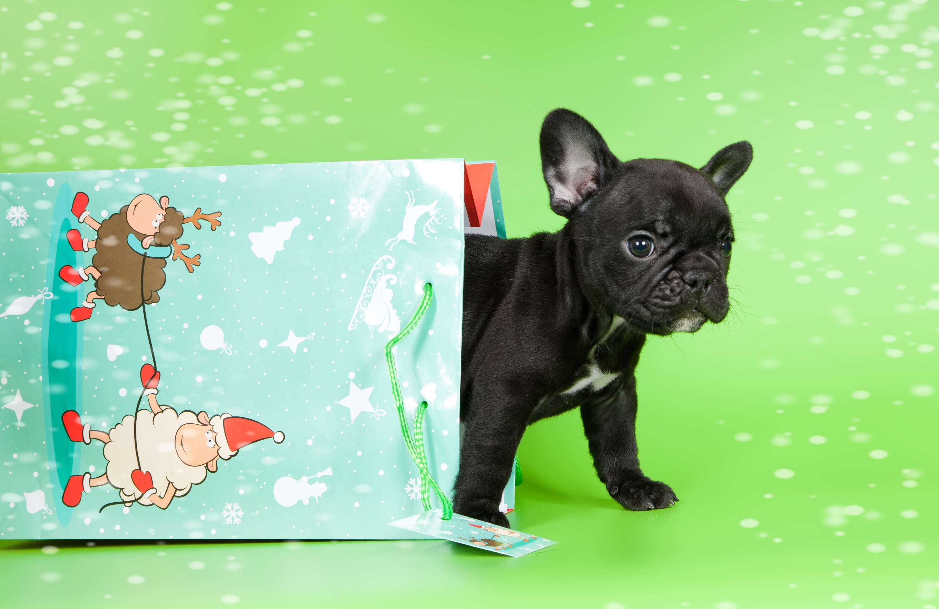 Обои щенок, малыш, пакет, французский бульдог, puppy, baby, package, french bulldog разрешение 3000x1946 Загрузить