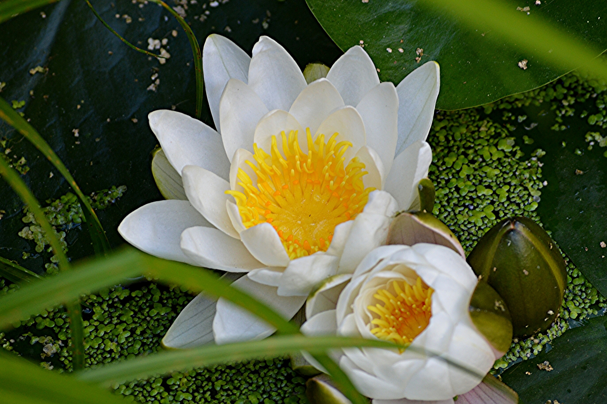 природа цветы водяная лилия кувшинка загрузить