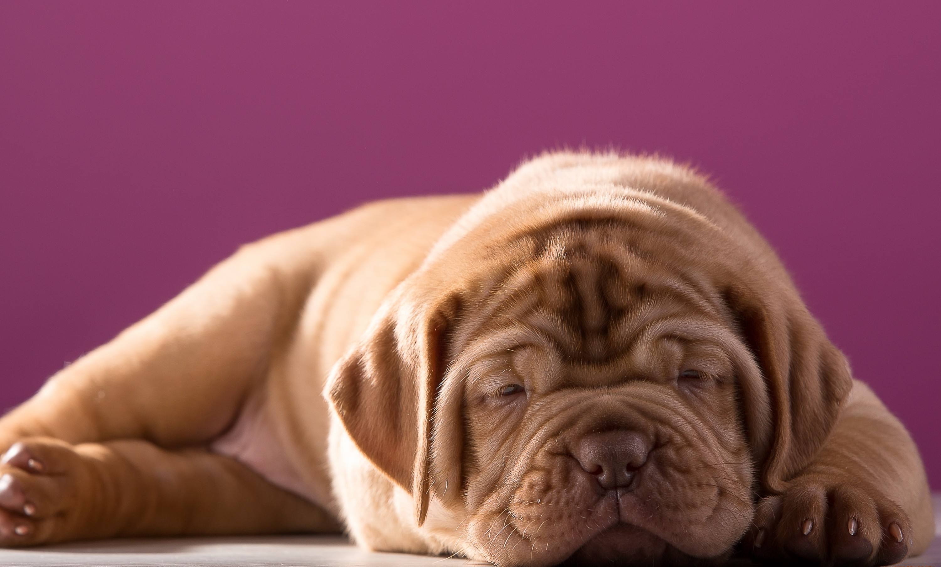 Обои щенок, милый, бордоский дог, puppy, cute, dogue de bordeaux разрешение 3000x1808 Загрузить