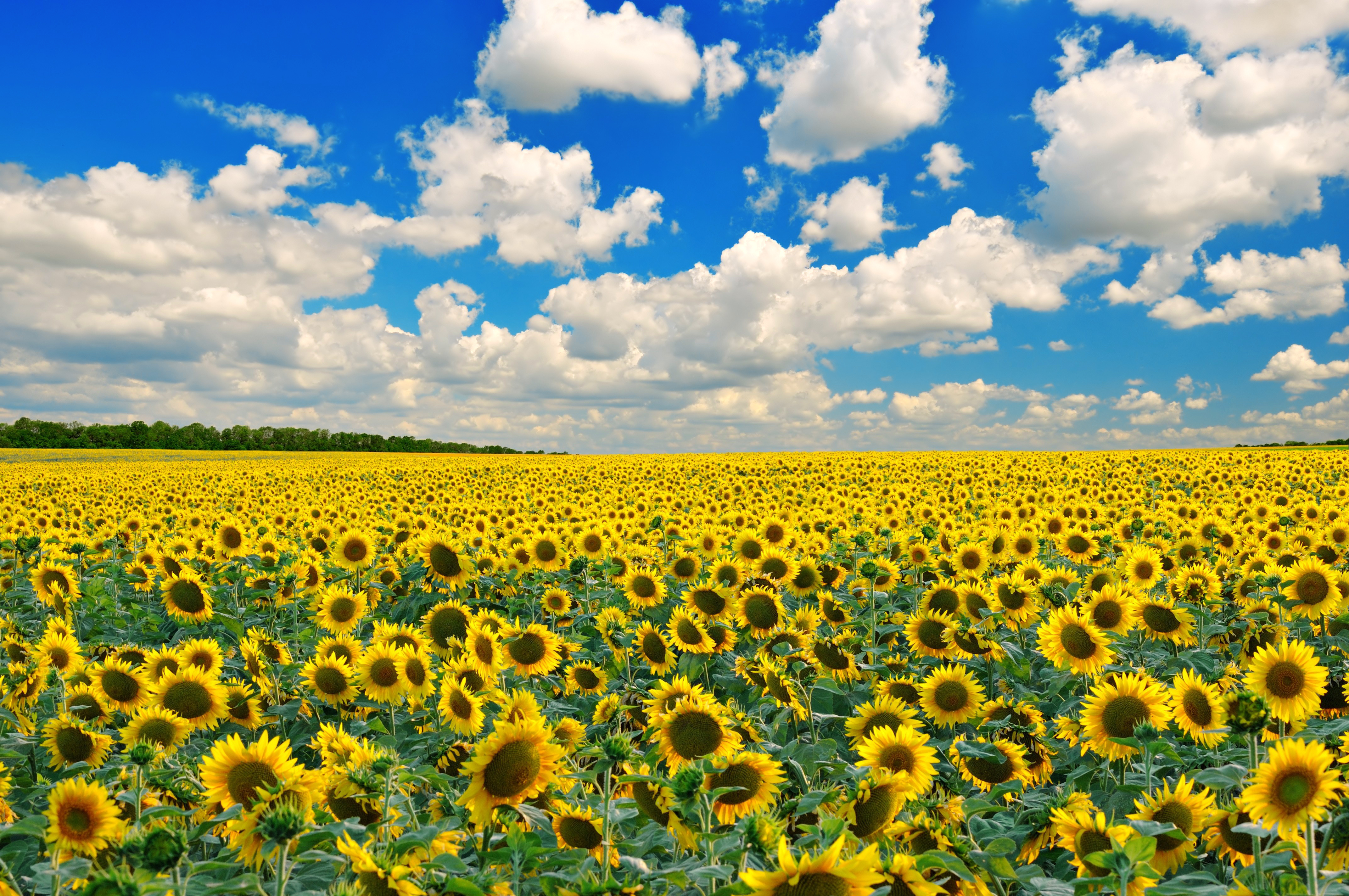 Обои небо, валлпапер, облака, природа, пейзаж, поле, горизонт, подсолнухи, желтые, the sky, wallpaper, clouds, nature, landscape, field, horizon, sunflowers, yellow разрешение 4288x2848 Загрузить
