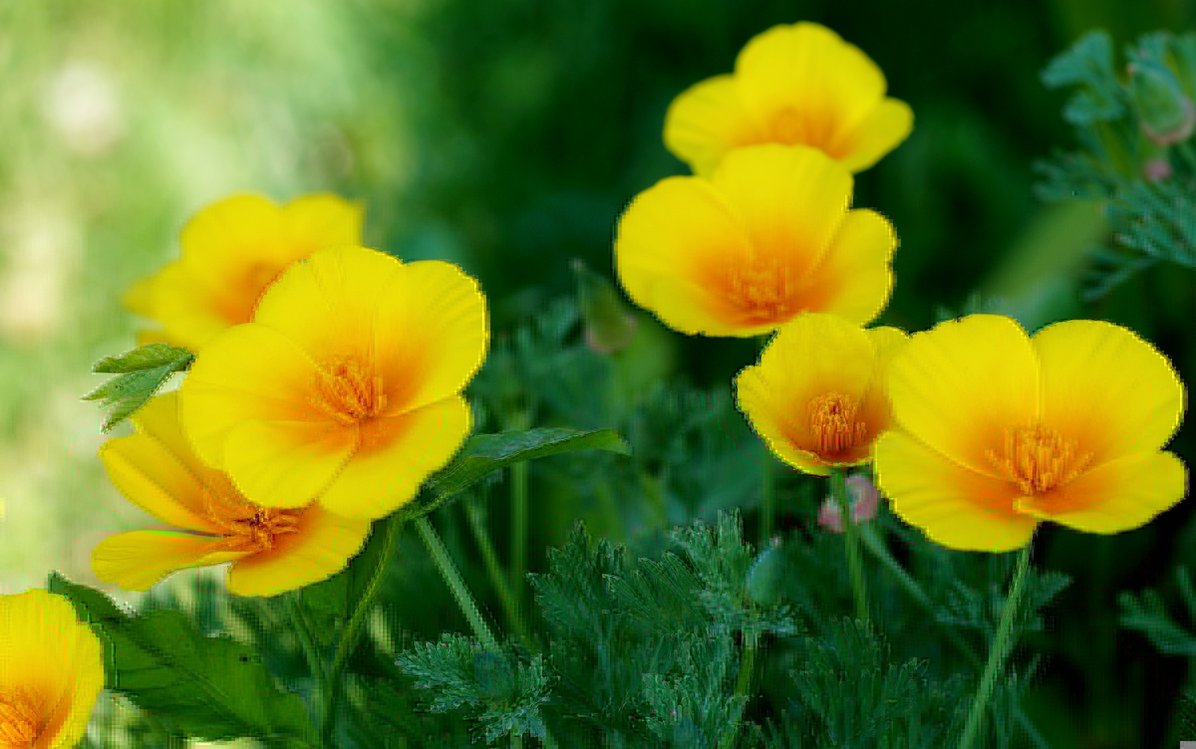 Обои желтый, эшшольция, калифорнийский мак, yellow, escholzia, california poppy разрешение 2400x1504 Загрузить