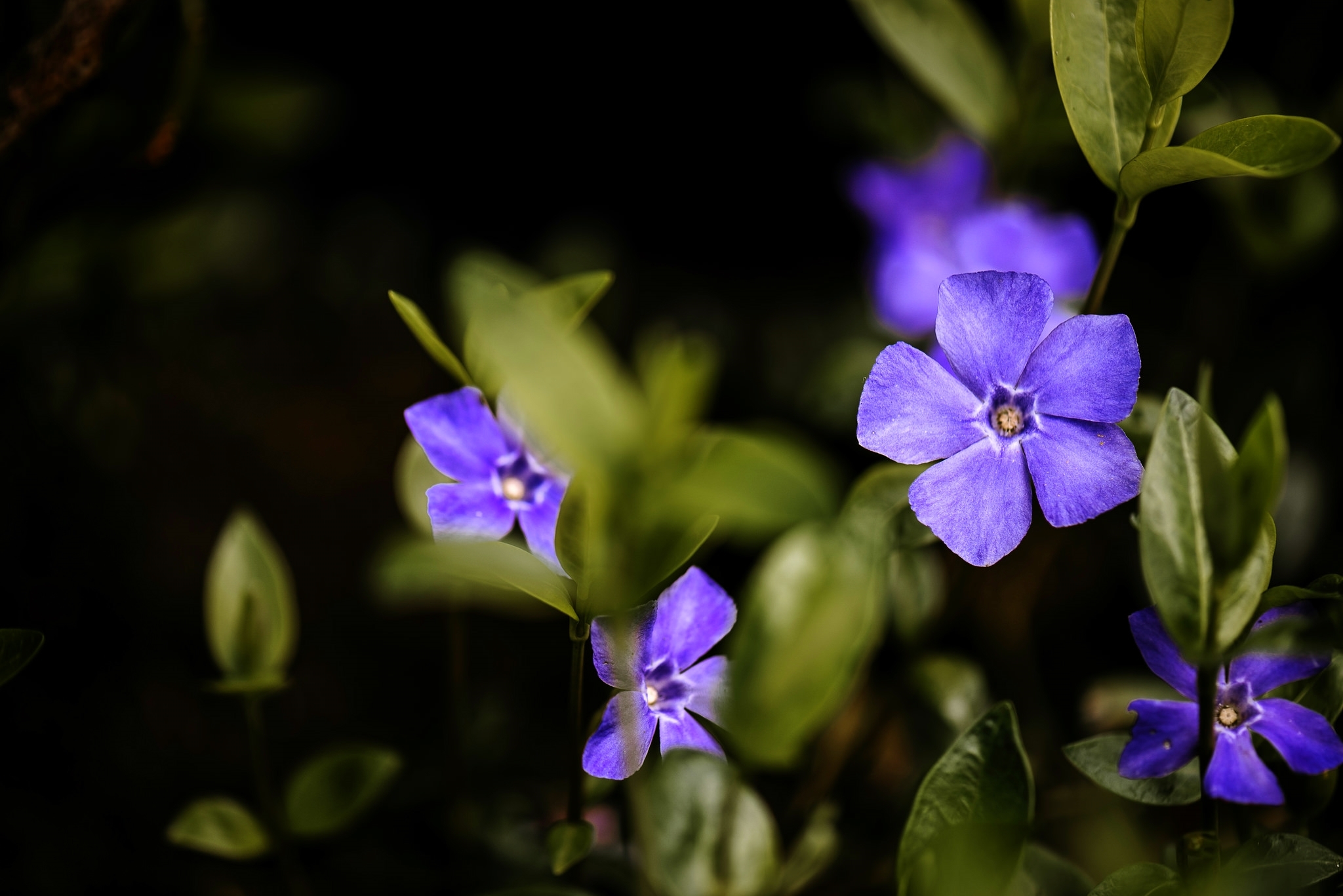 Обои макро, фиолетовый, барвинок, macro, purple, periwinkle разрешение 2048x1367 Загрузить