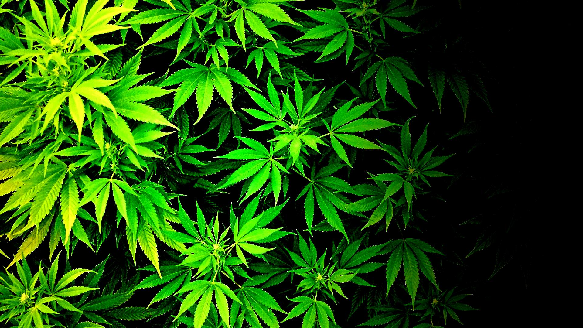 трава марихуана картинки