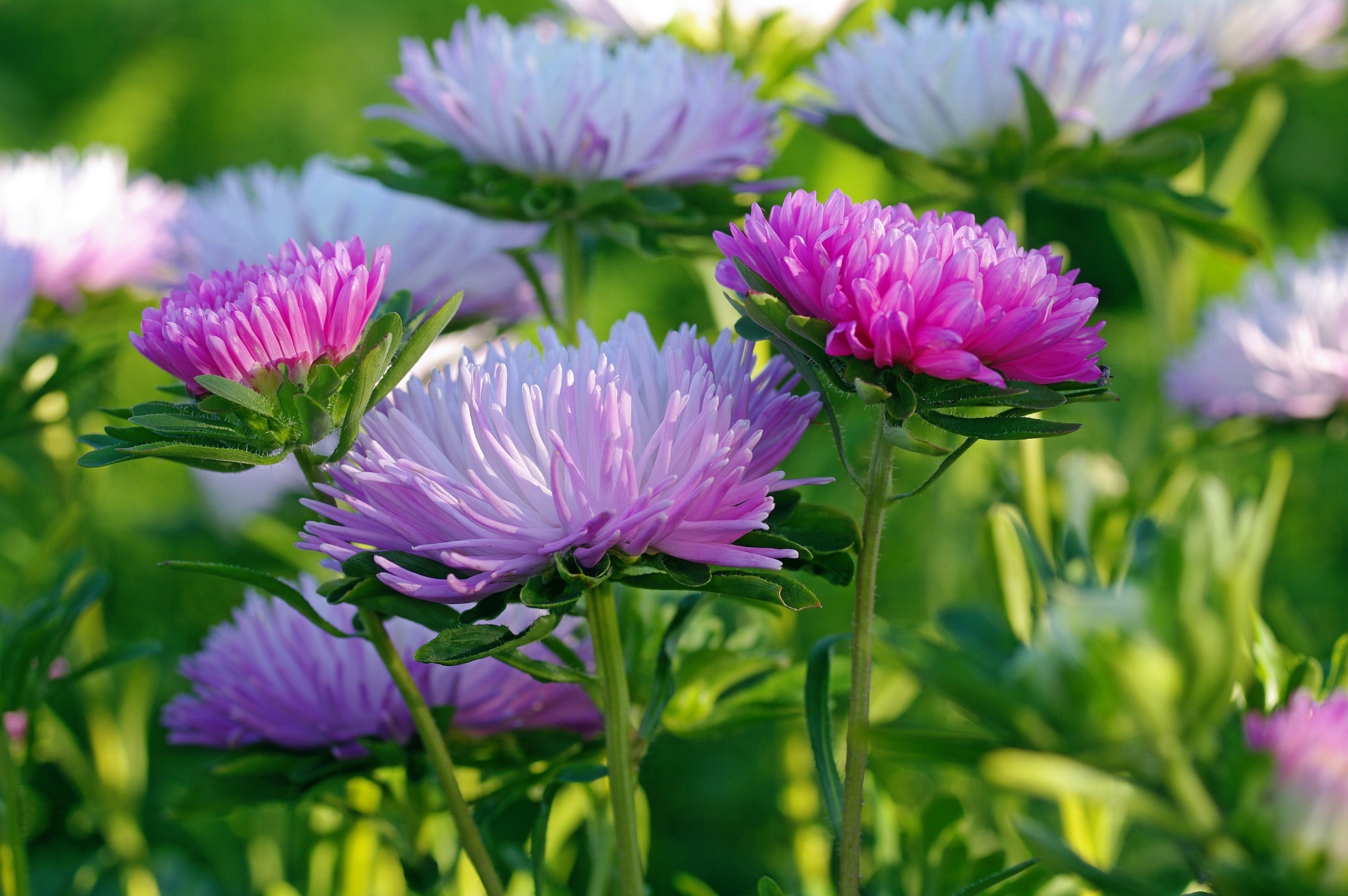 Обои макро, розовые, белые, сиреневые, астры, macro, pink, white, lilac, asters разрешение 2232x1484 Загрузить