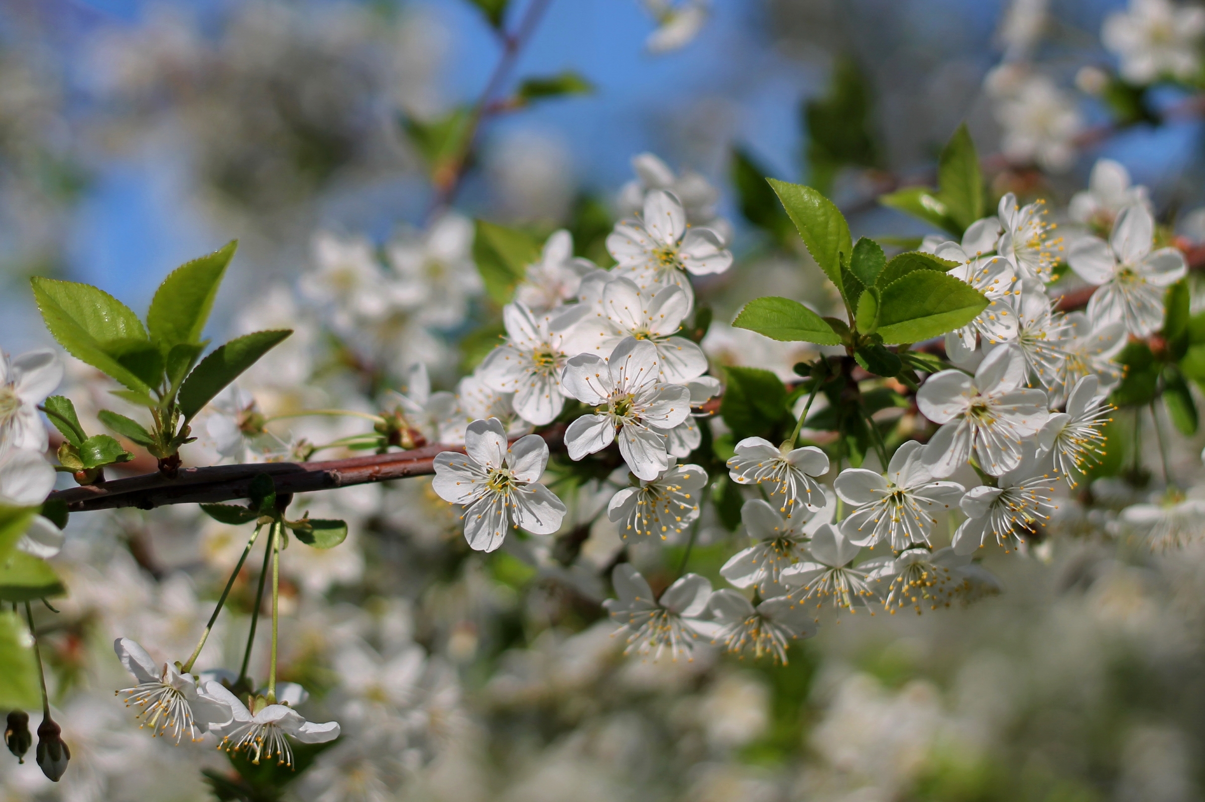 Обои ветка, дерево, цветение, макро, весна, вишня, branch, tree, flowering, macro, spring, cherry разрешение 2400x1598 Загрузить