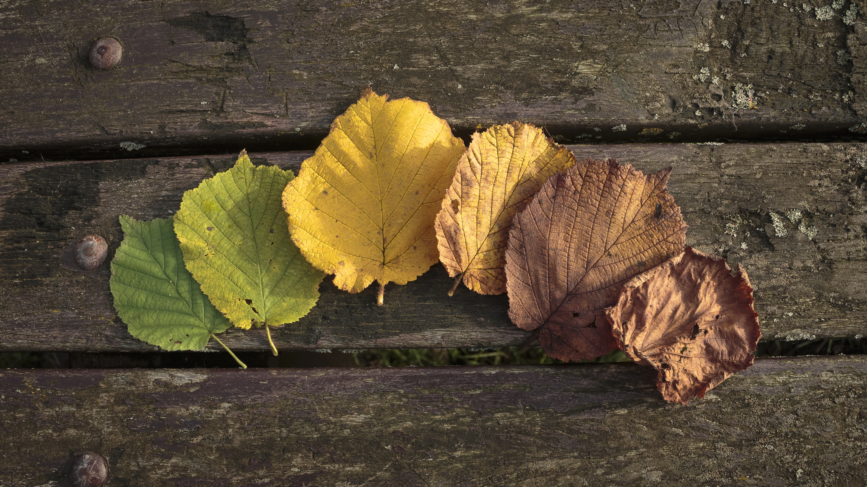 лист листья осень без смс