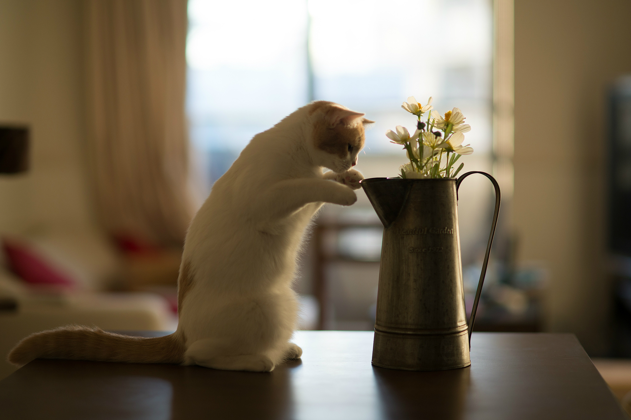 Рыженький котенок с горшком цветов скачать