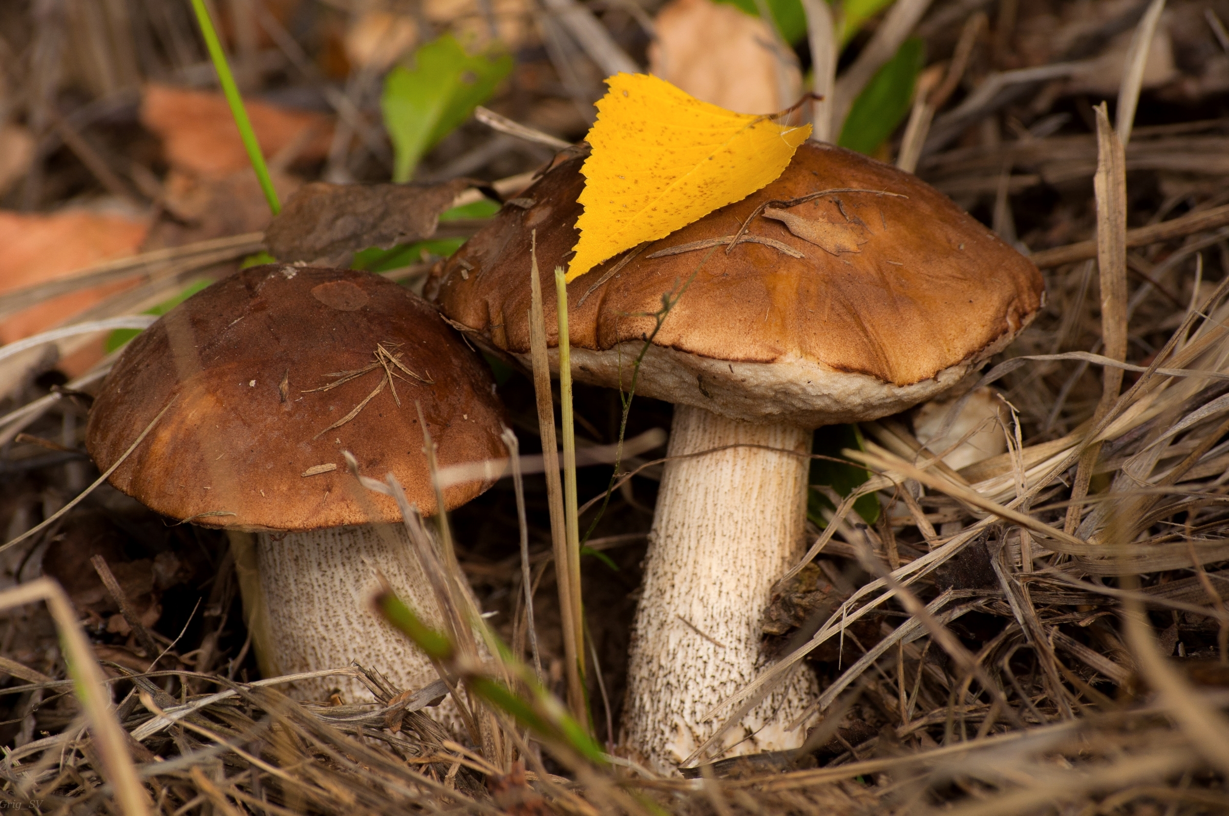 Обои осень, грибы, пара, подберезовик, подберезовики, autumn, mushrooms, pair, boletus, birch разрешение 2400x1594 Загрузить