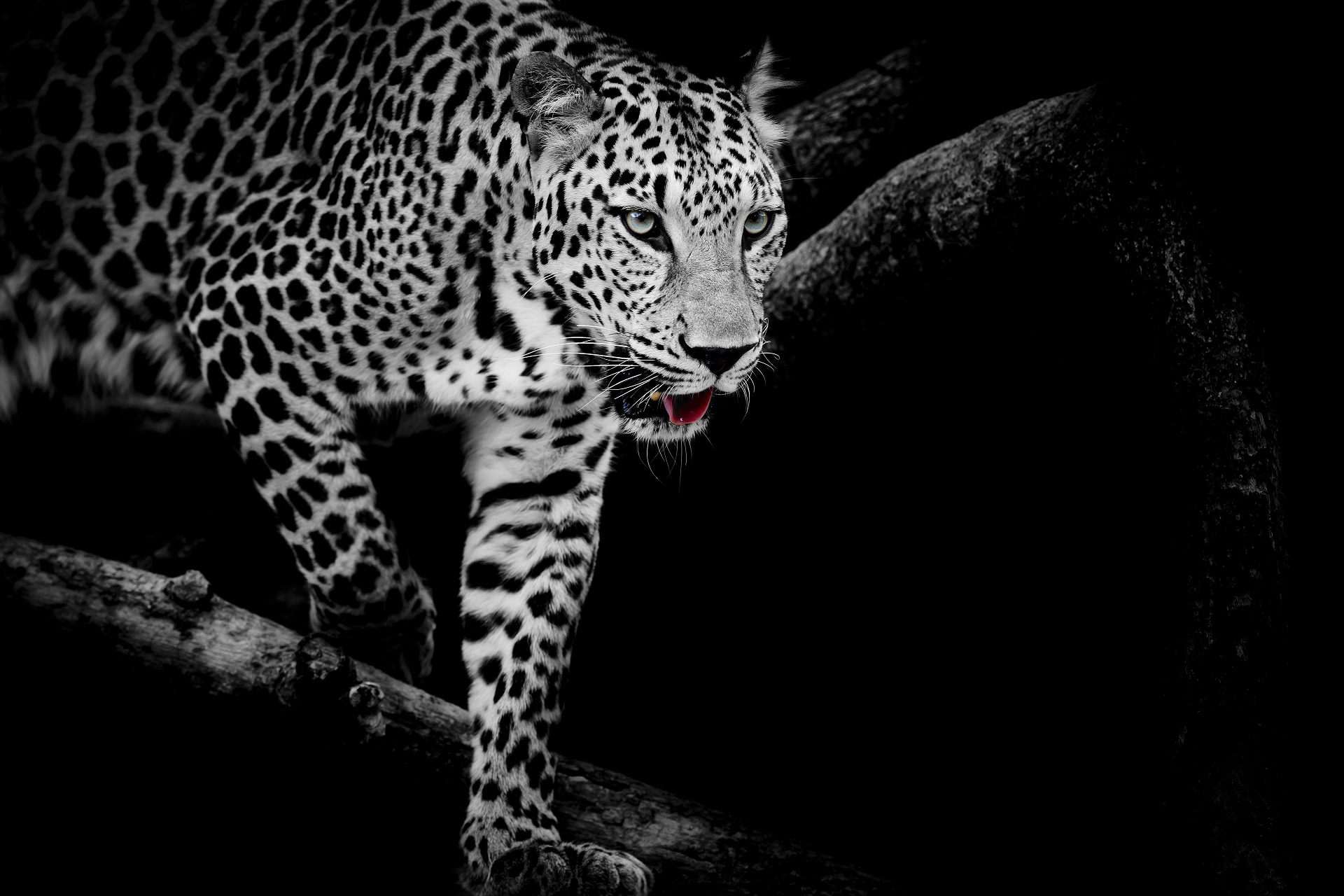 Обои кошка, чёрно-белое, леопард, хищник, cat, black and white, leopard, predator разрешение 1920x1280 Загрузить