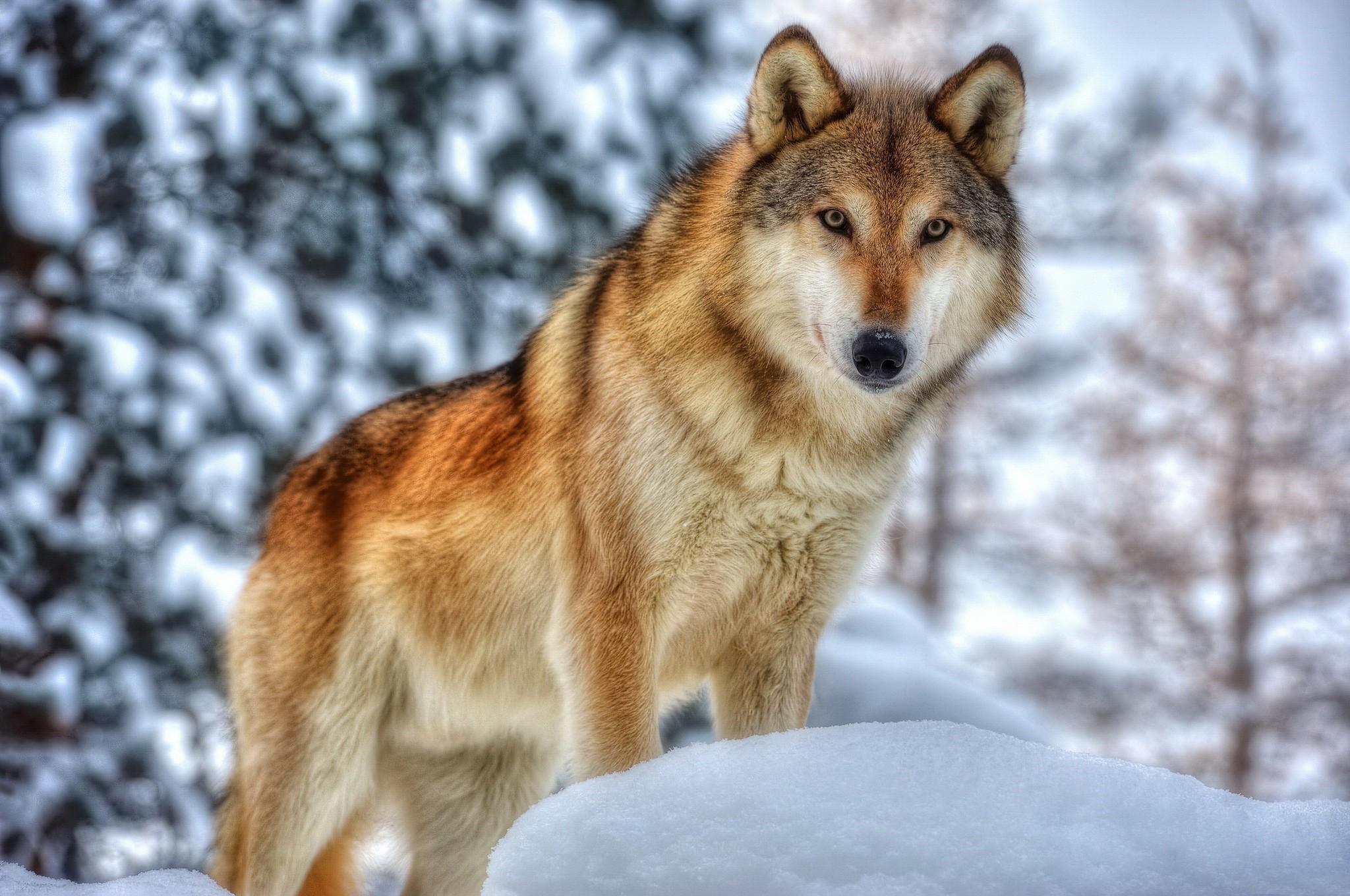 Обои морда, зима, хищник, мех, волк, face, winter, predator, fur, wolf разр...