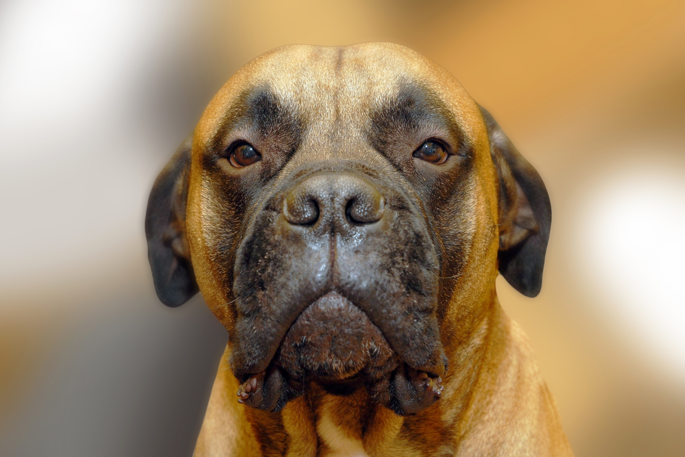 Обои портрет, собака, бульмастиф, portrait, dog, bullmastiff разрешение 2593x1729 Загрузить