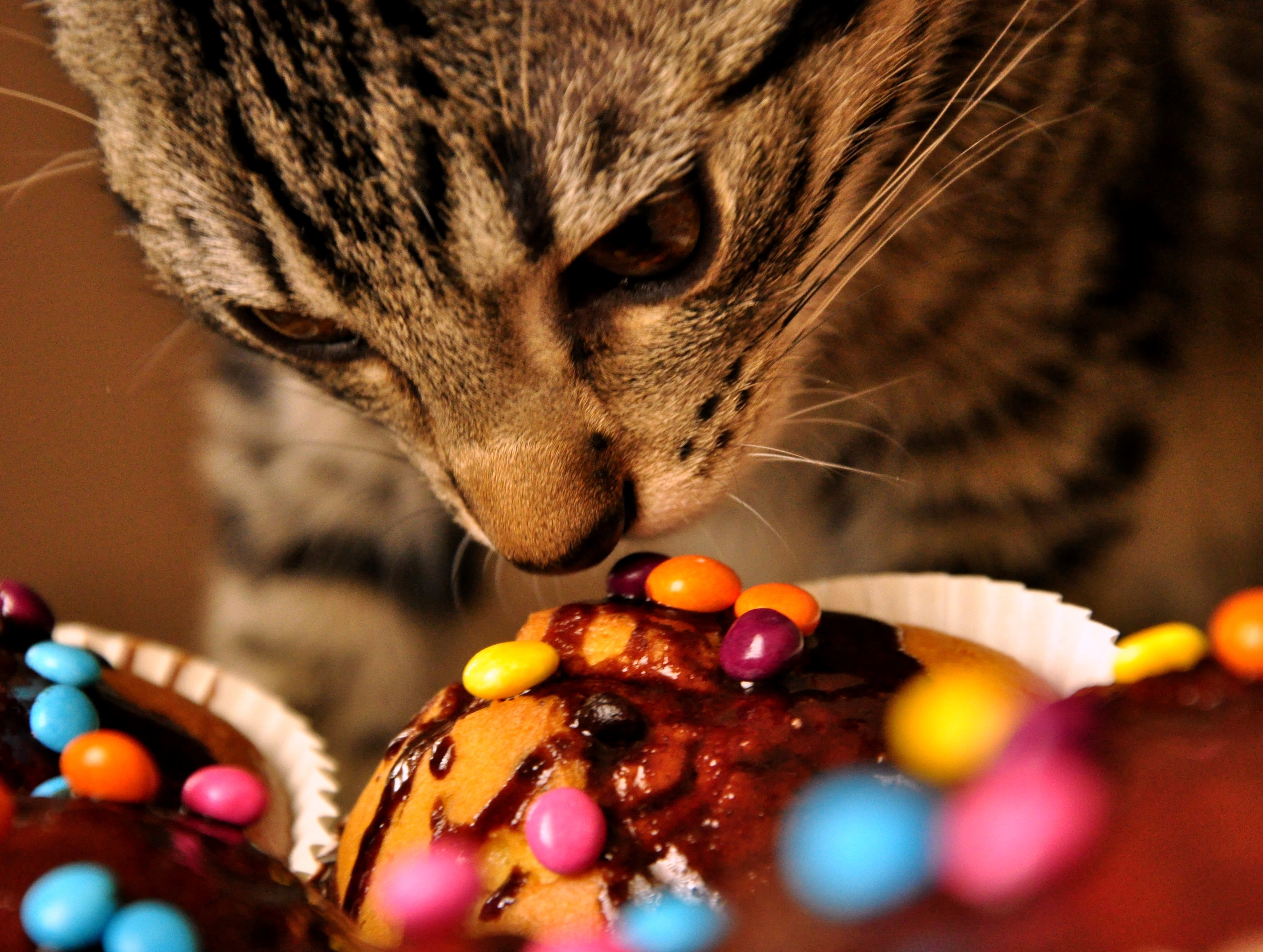 Можно ли съесть конфету. Сладости для кошек. Котик со сладостями. Сладкая кошка. Кошка и сладкое.