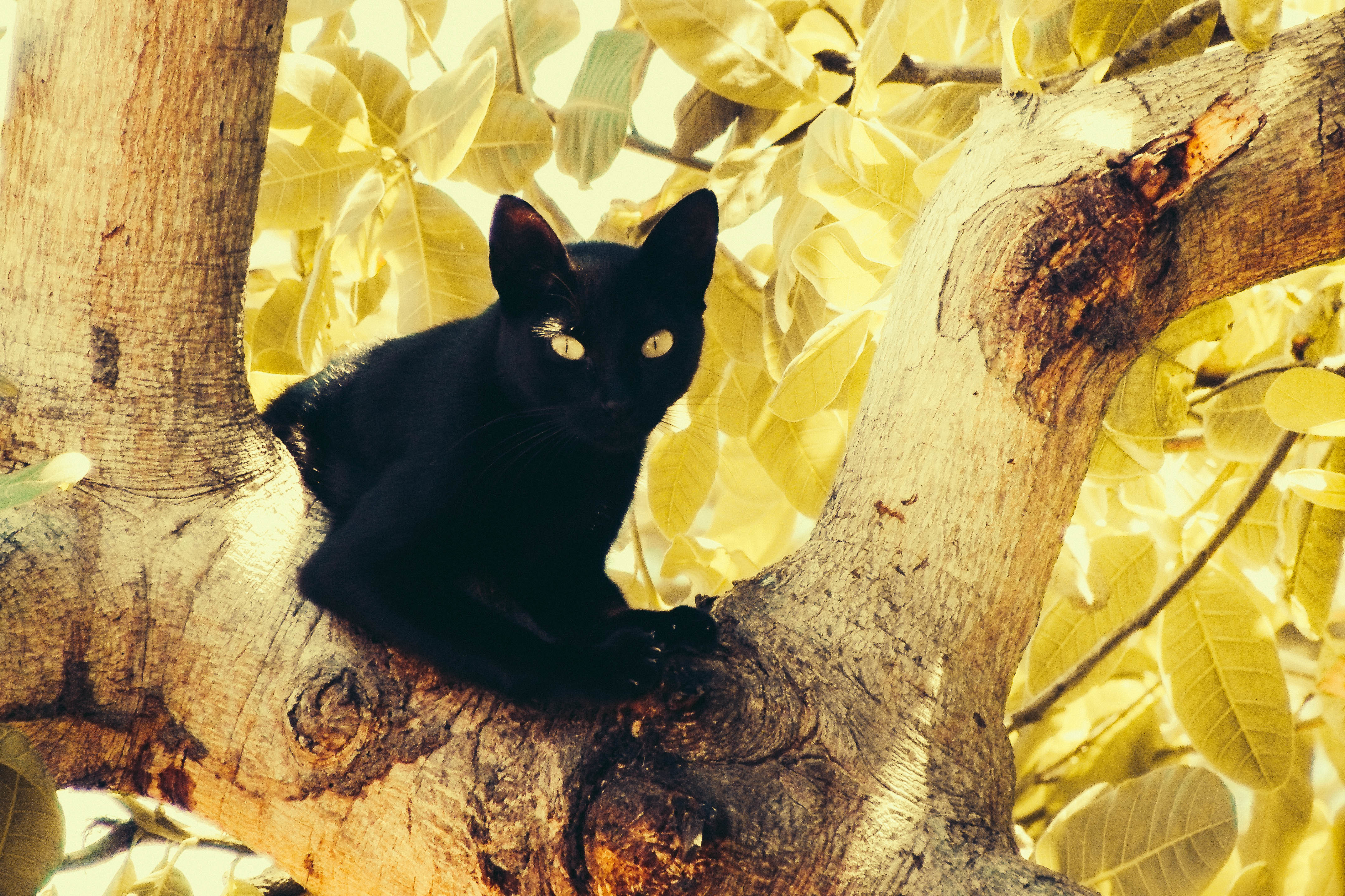 черная кошка с желтыми глазами скачать